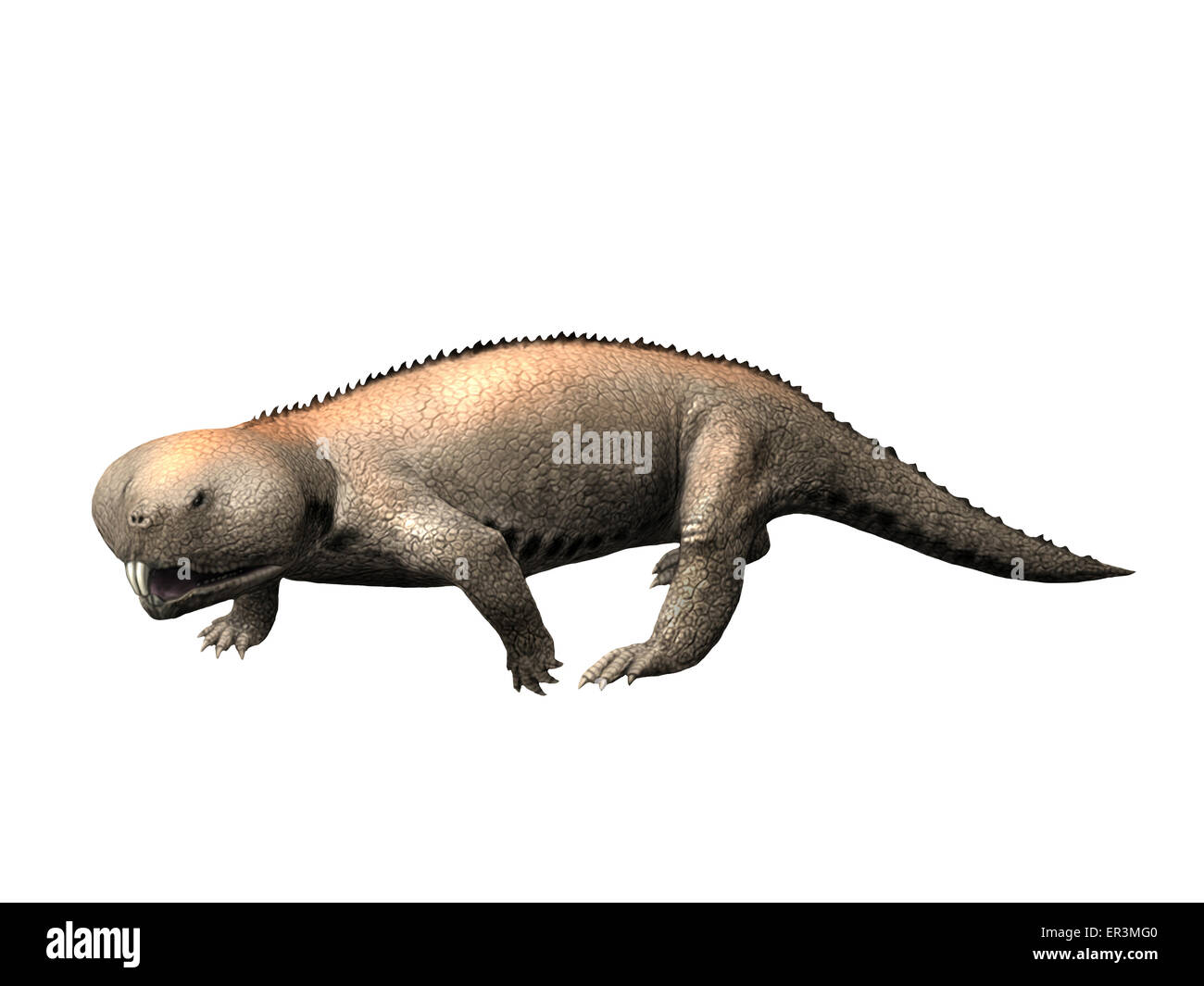 Hyperodapedon is a rhynchosaur from the Late Triassic period. Stock Photo
