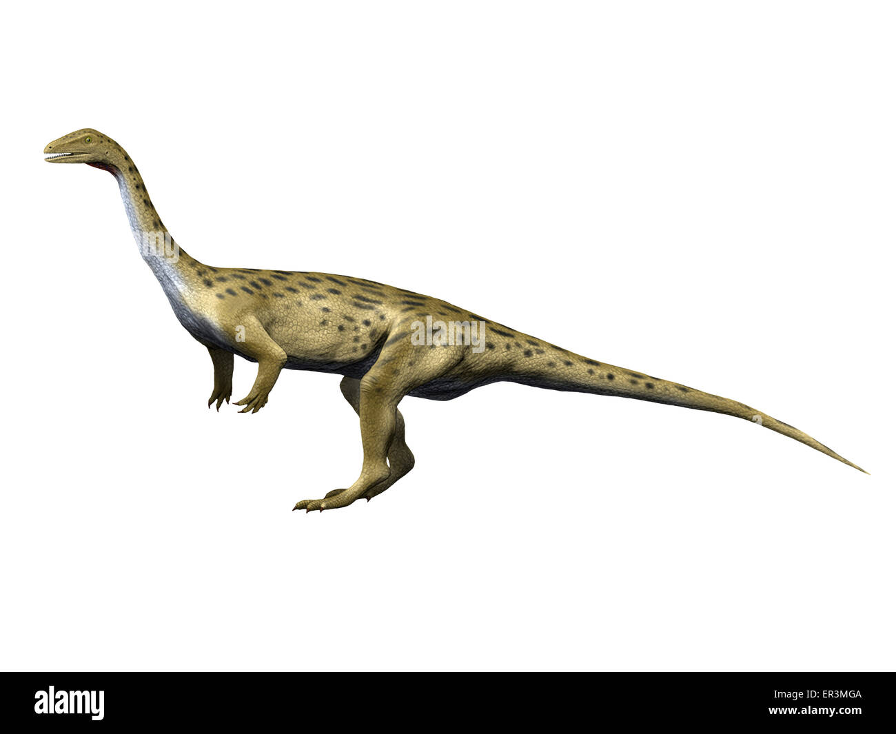 Saturnalia is a prosauropod dinosaur from the Triassic period. Stock Photo