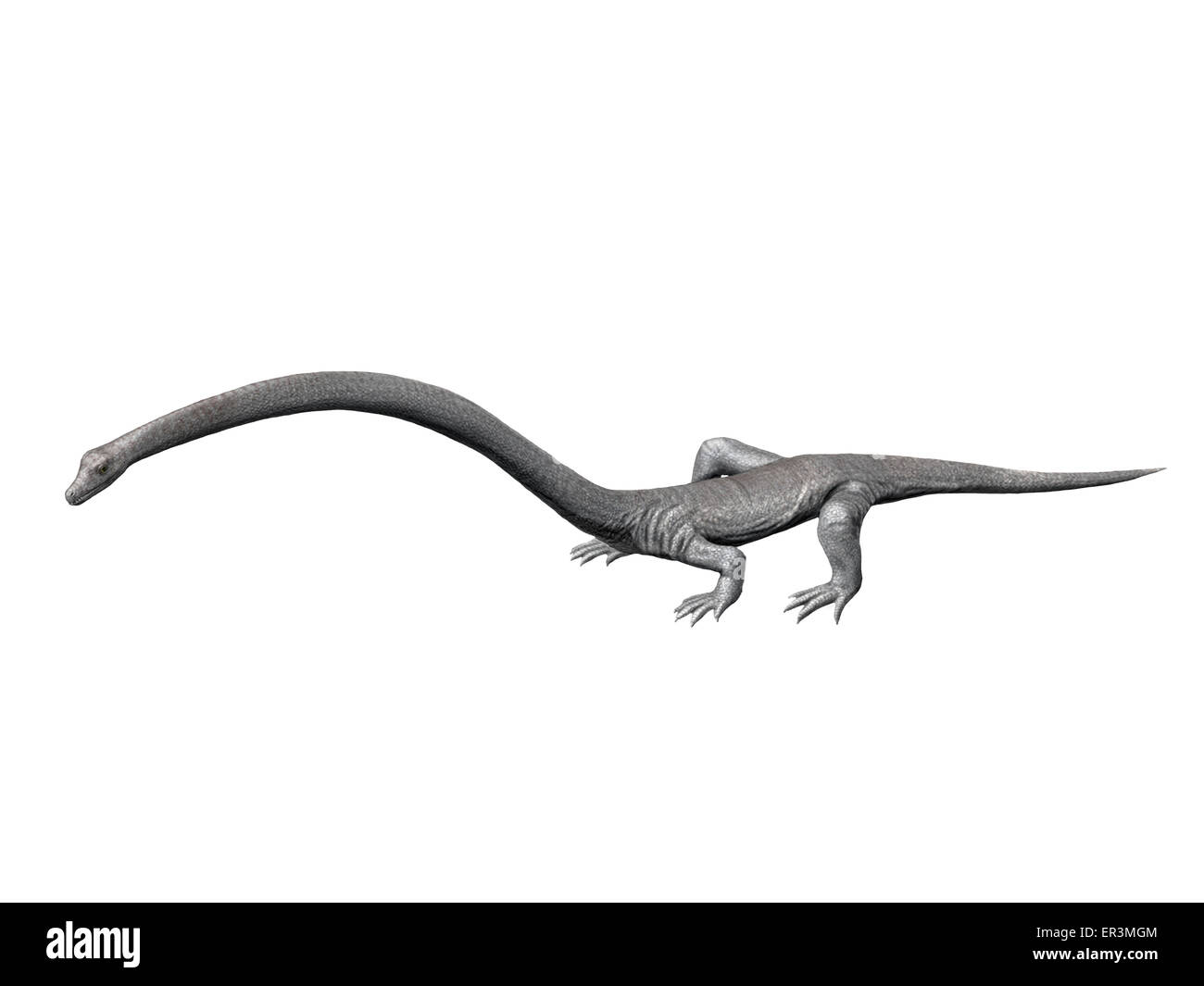 Tanystropheus is an archosauromorph from the Middle Triassic of Italy. Stock Photo