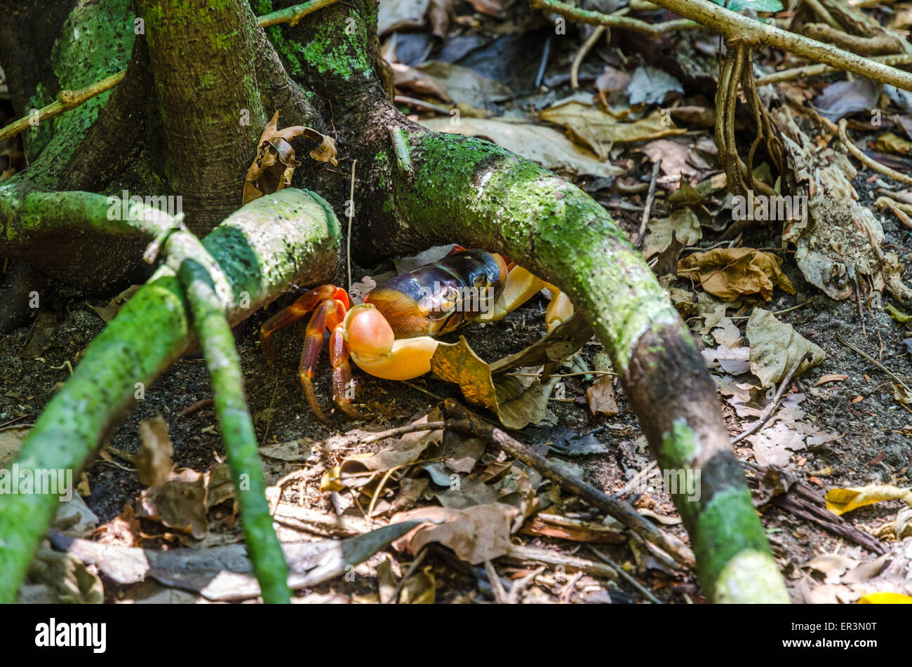 Hairy Shore Crab High Resolution Stock Photography and Images - Alamy