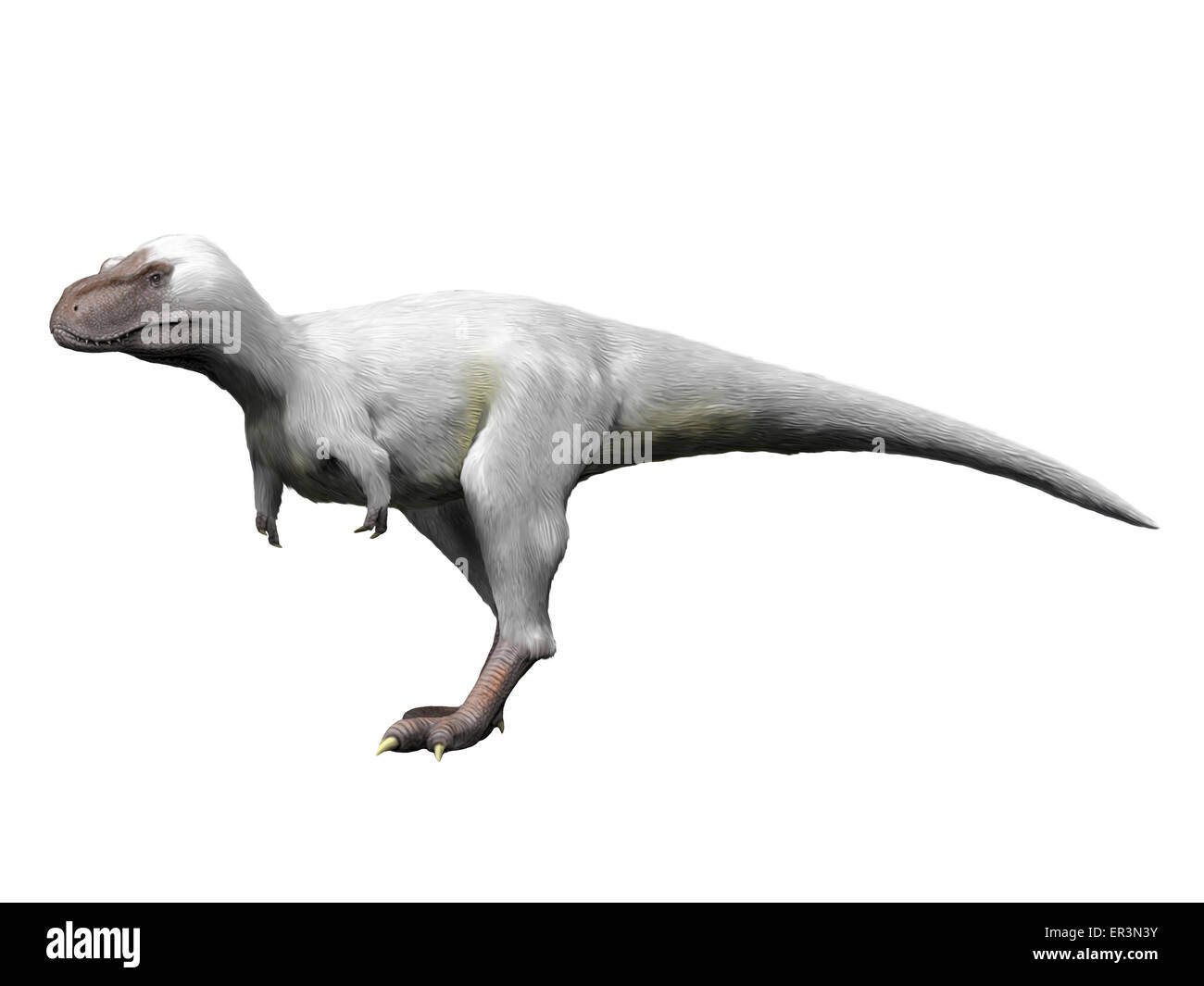 Nanuqsaurus is a theropod from the Late Cretaceous period of Alaska. Stock Photo