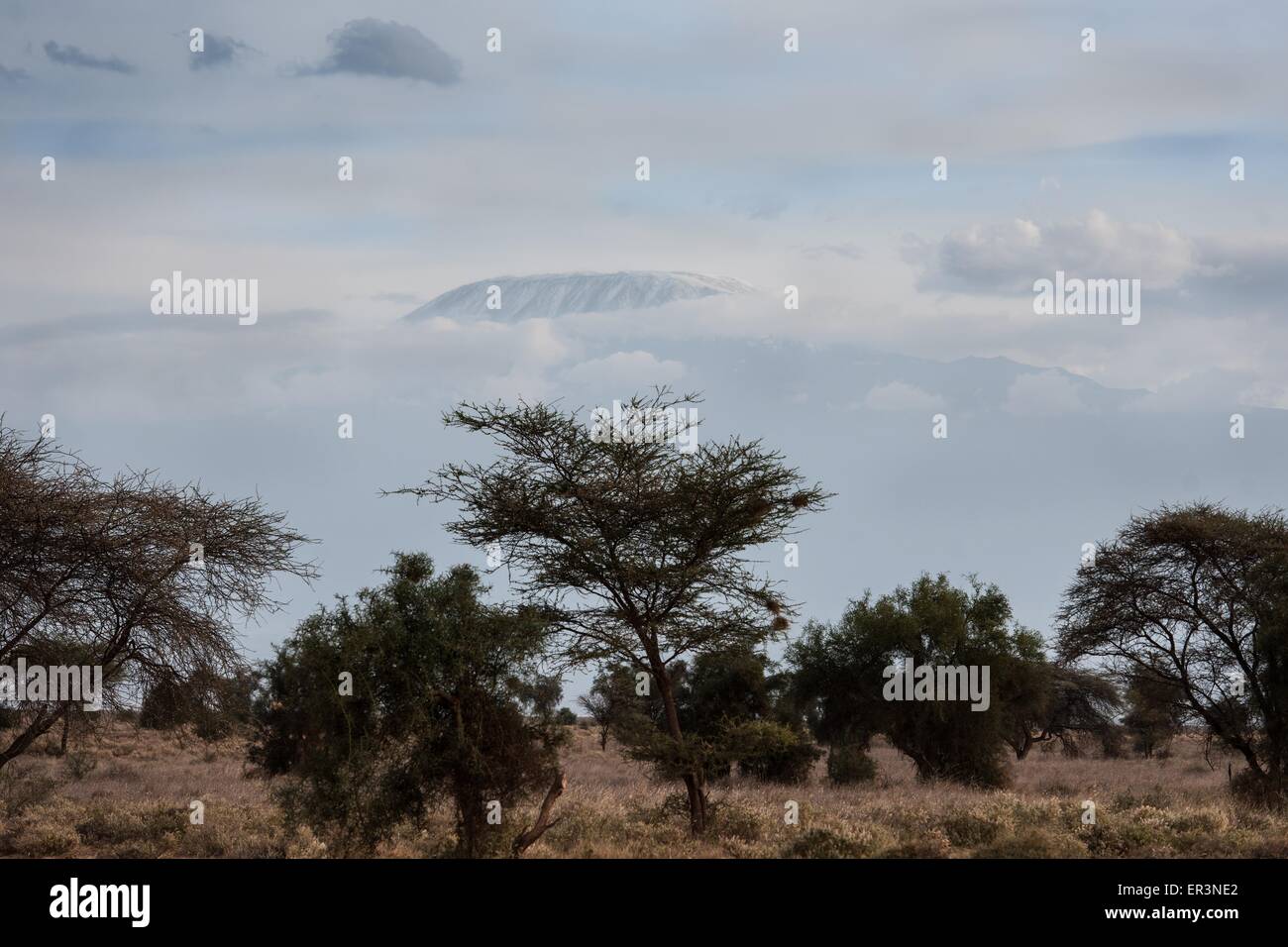 Kilimanjaro the big mountain of Africa Stock Photo