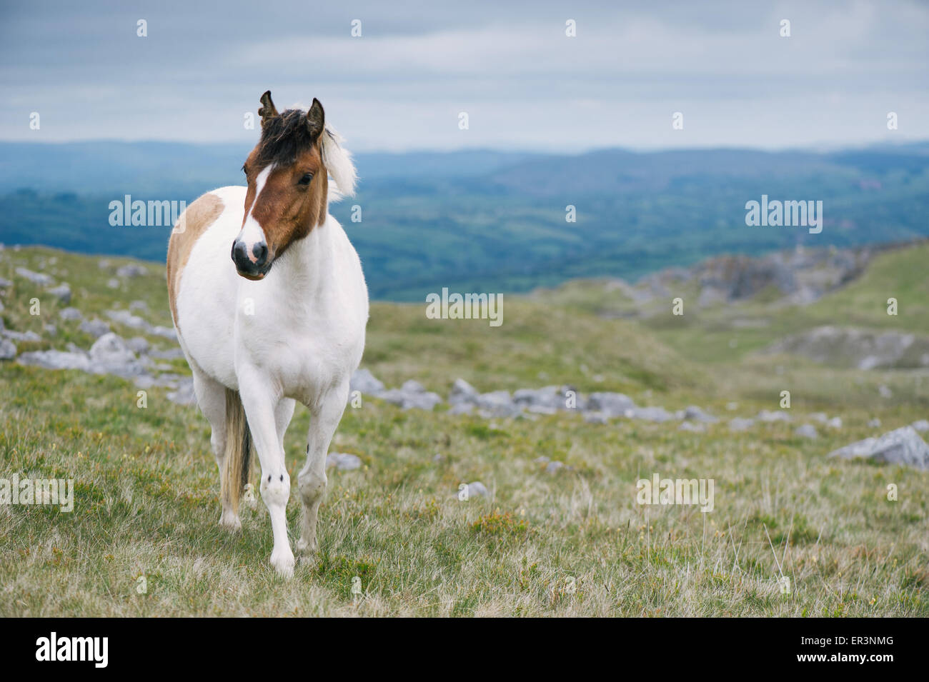 Wild horse in the Brecon Beacons National Park, Wales, UK Stock Photo