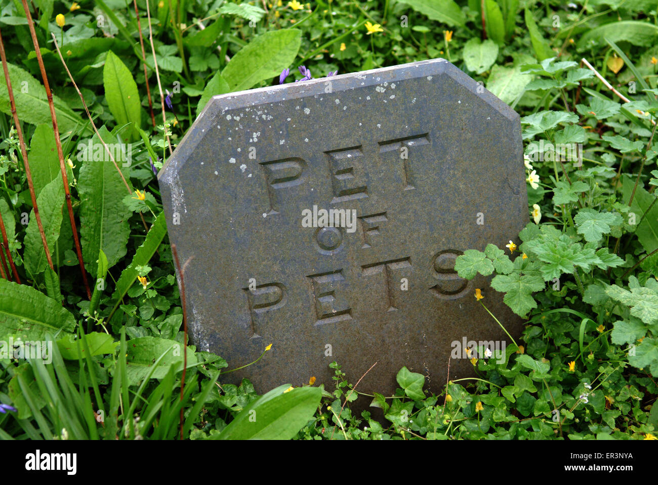 A pet gravestone engraved with "pet of pets".grave graves memorial