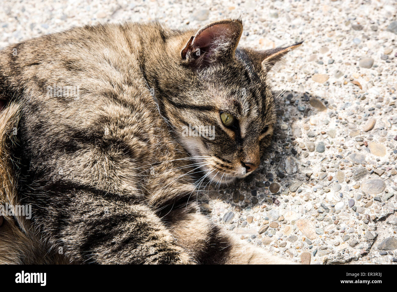Gray cat lying down on the floor Stock Photo - Alamy