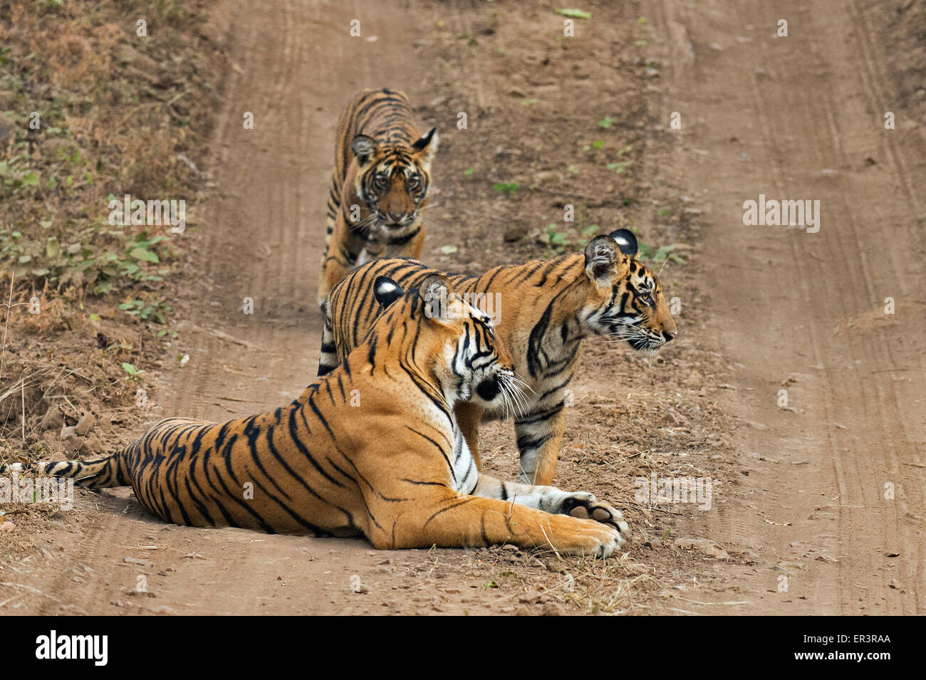 Wild mother Bengal tigress sitting on a forest path, while her two cubs walks around in Ranthambhore tiger reserve Stock Photo