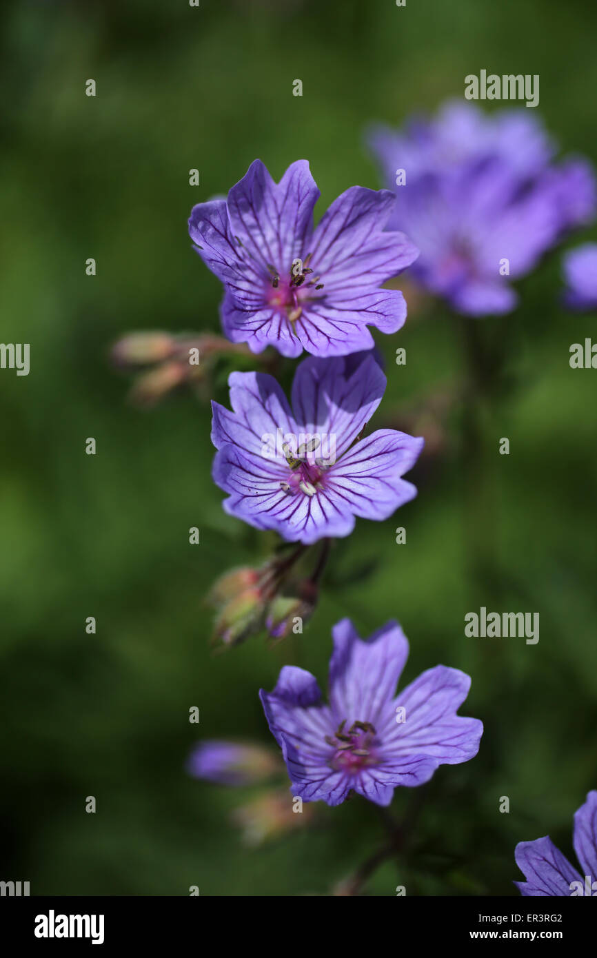 Geranium platypetalum - group of purple flowers - Cawdor Castle garden Stock Photo