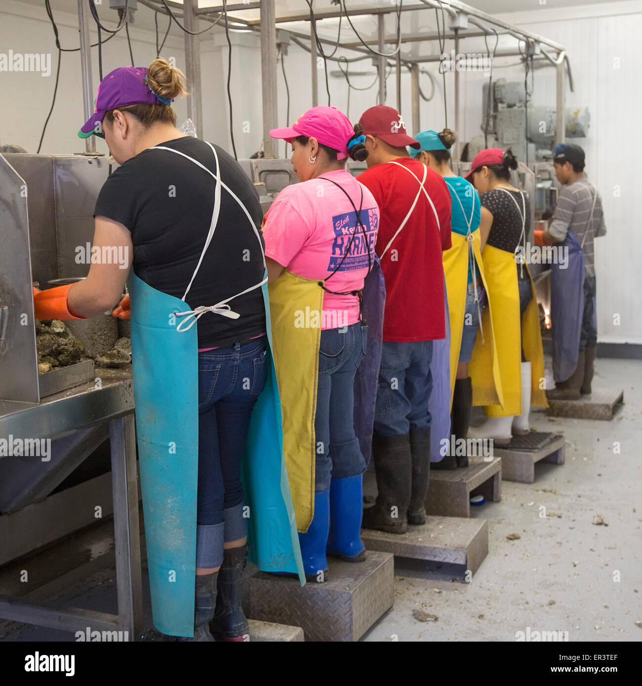 Eastpoint, Florida - Workers at Barber's Seafood, mostly Hispanic, shuck oysters harvested in Apalachiacola Bay. Stock Photo
