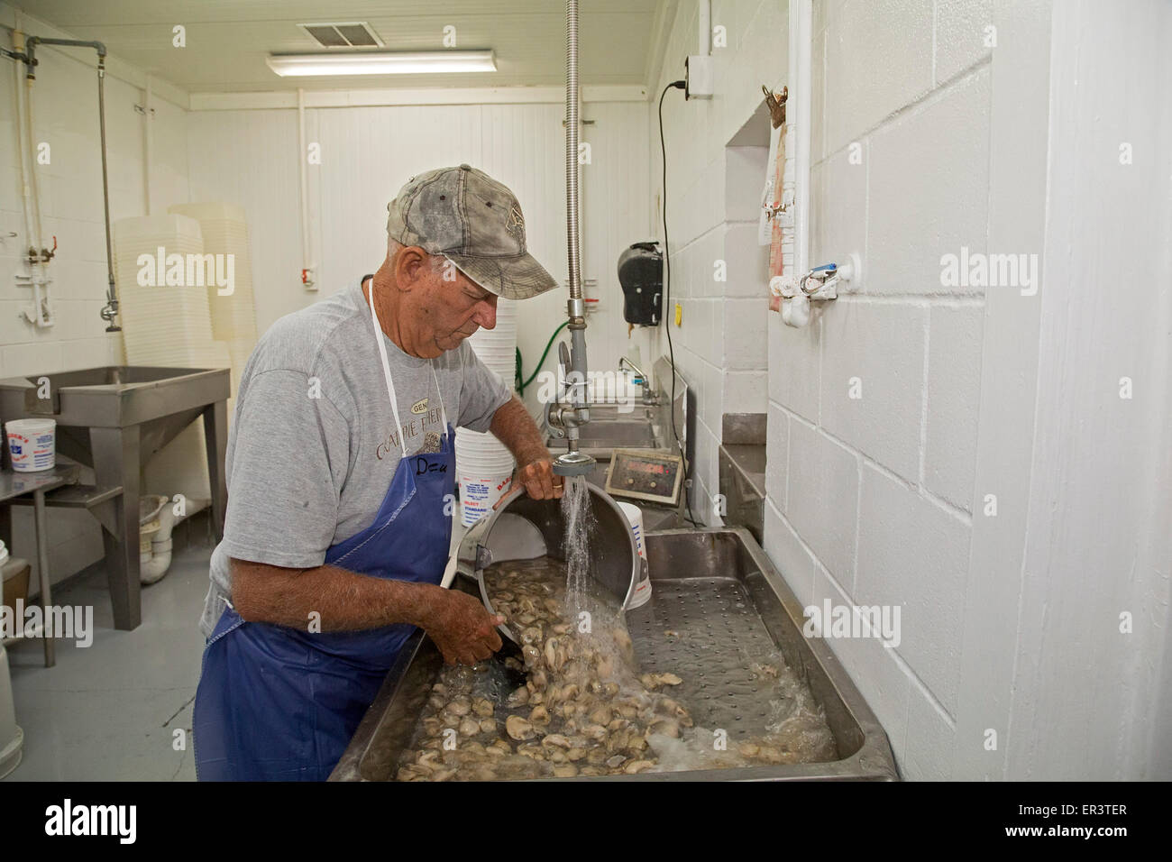 Eastpoint, Florida - A worker washes shucked oysters from Apalachiacola Bay at Barber's Seafood. Stock Photo