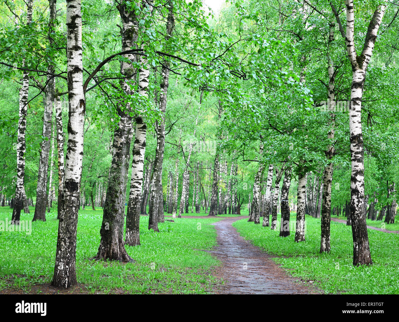 Rainy spring birch grove Stock Photo