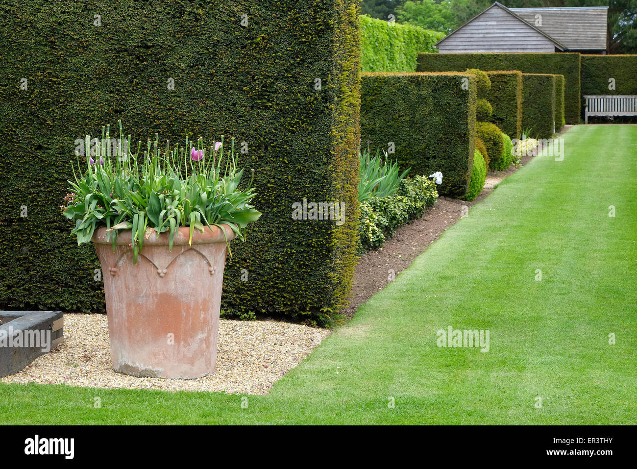 clipped hedges and cut grass lawn in garden Stock Photo