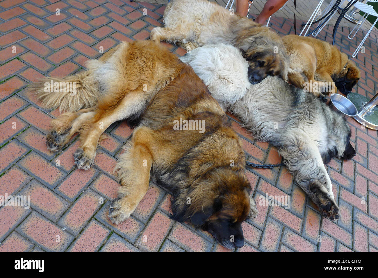 Leonberger dogs lying on ground outside cafe/restaurant in Chelmsford