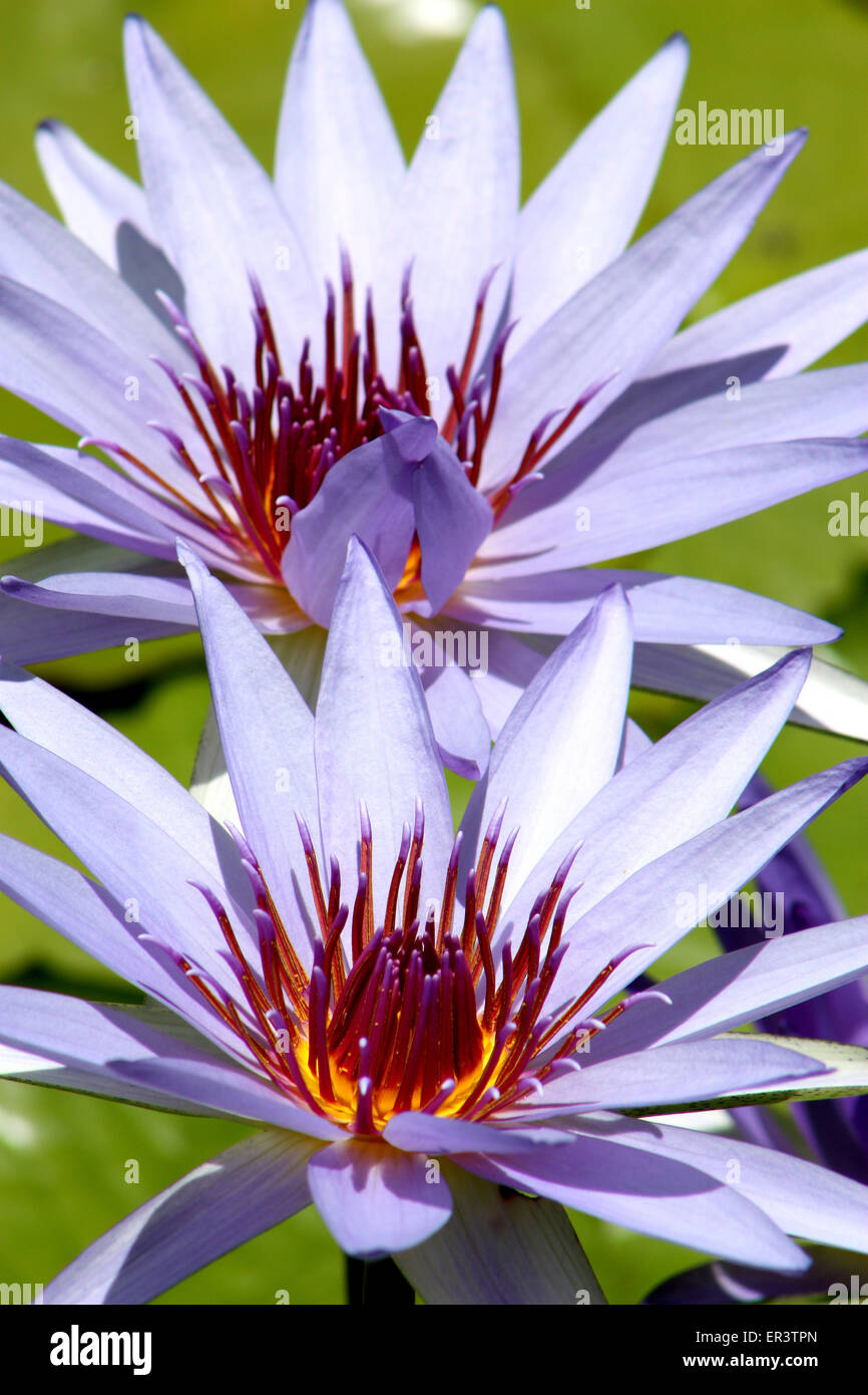 Waterlily flowers at the Queen Elizabeth Botanical Gardens in Grand