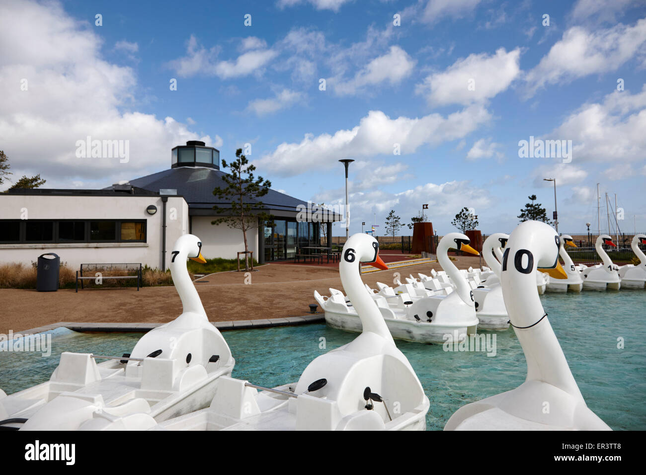 swans in the pickie fun park in bangor county down northern ireland Stock Photo