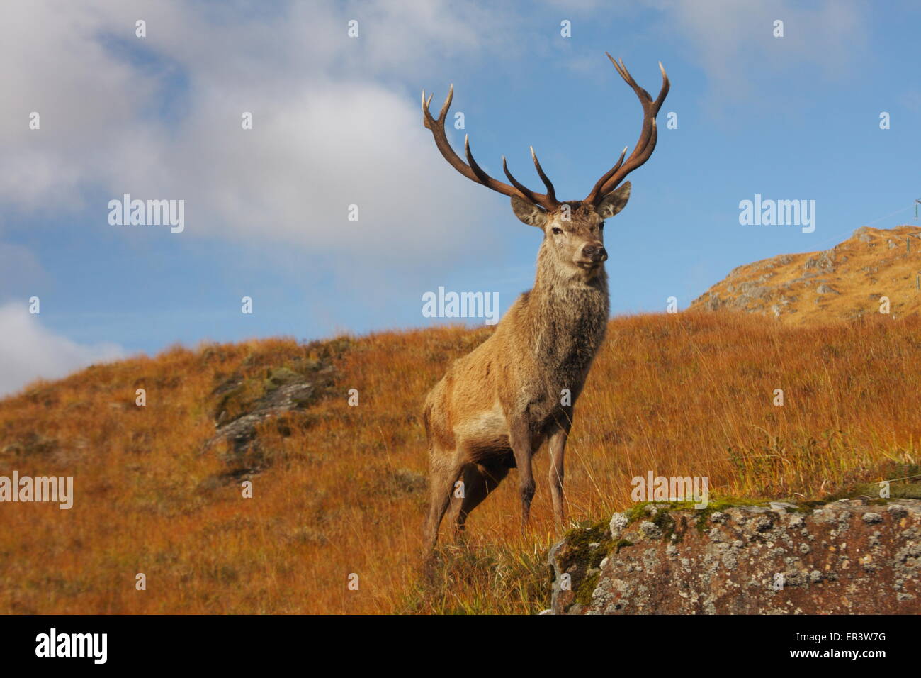 Magnificent Wild Red Deer Stag with 12 point antlers during the Autumn rut in the Scottish Highlands. Stock Photo