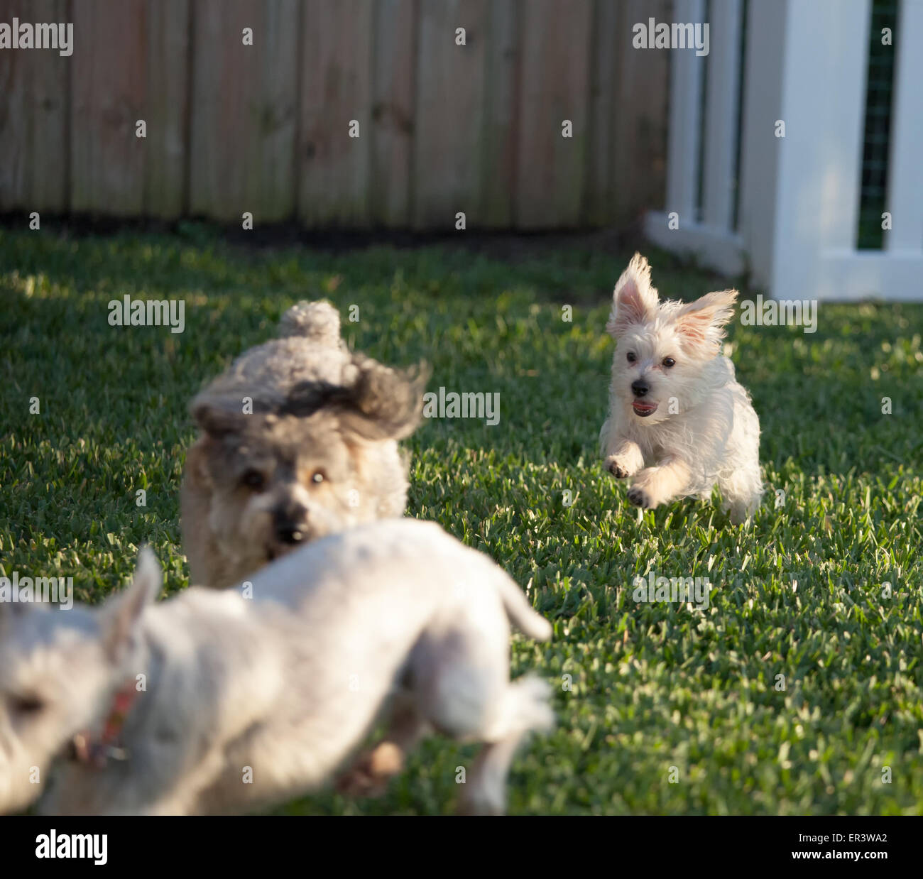 Dogs Playing Stock Photo
