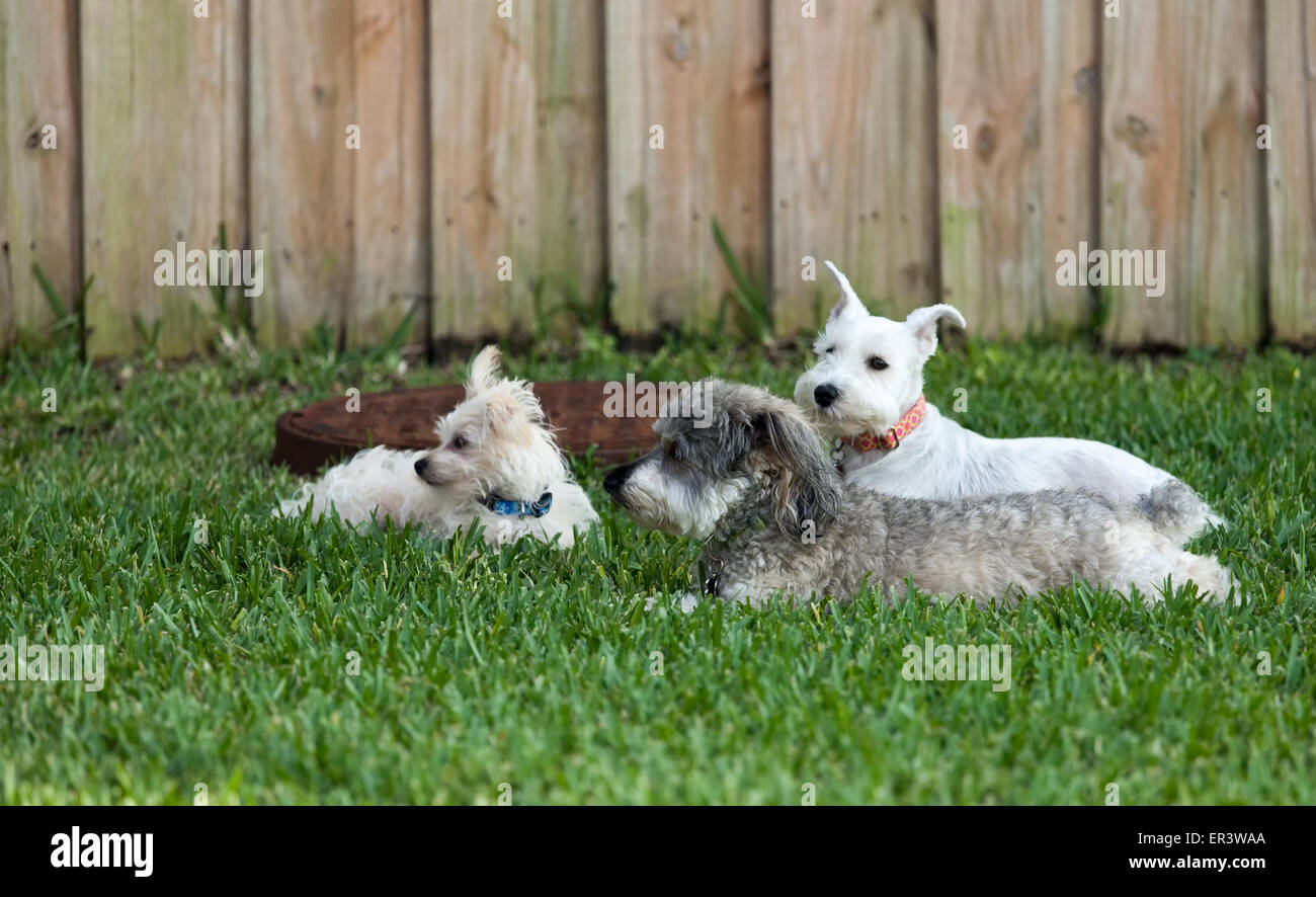Dogs Playing Stock Photo