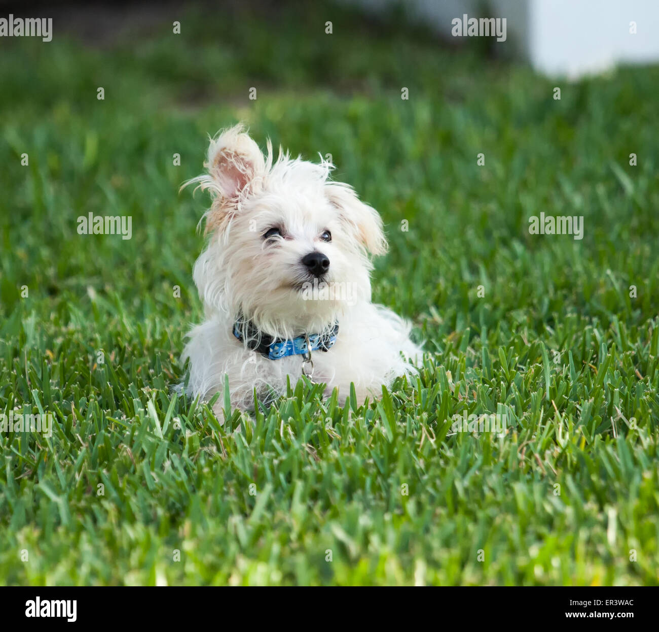 Morkie puppy Stock Photo