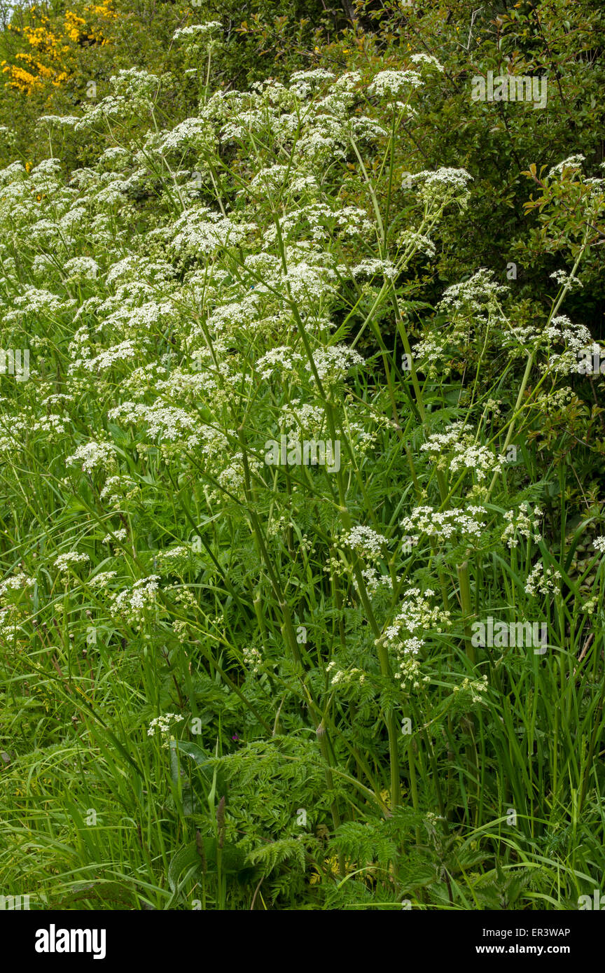 Cow Parsley. A common hedgerow plant of spring Stock Photo