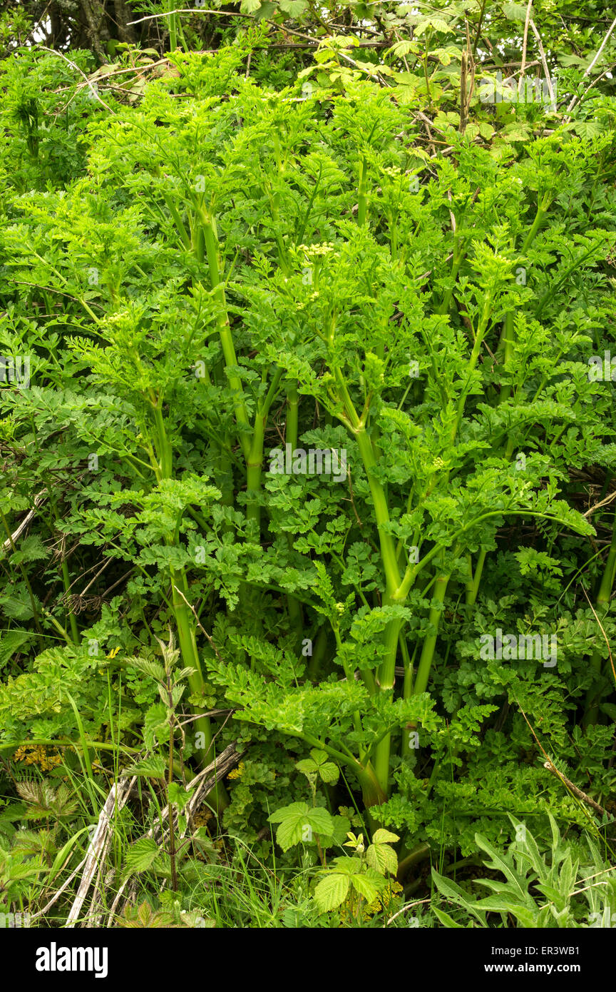 Hemlock Water Dropwort High Resolution Stock Photography and Images Alamy