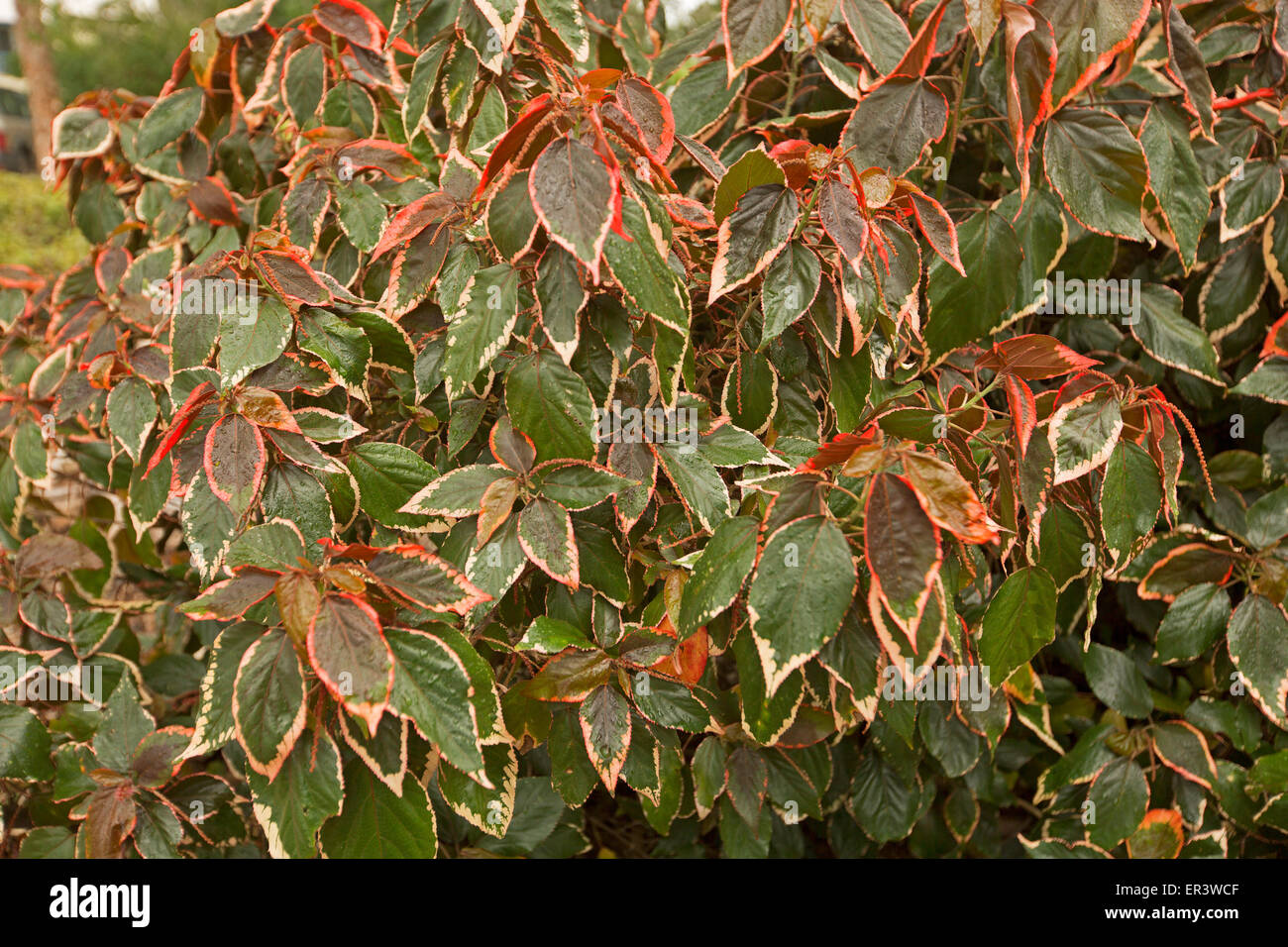 Mass of red, green, and cream  variegated leaves of Acalypha wilkesiana cultivar, Chenille plant, an evergreen shrub Stock Photo
