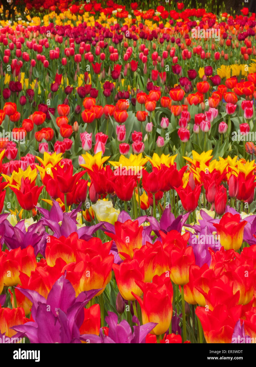 Annual Skagit Valley Tulip Festival, April 2015, Extravagant tulip displays Stock Photo
