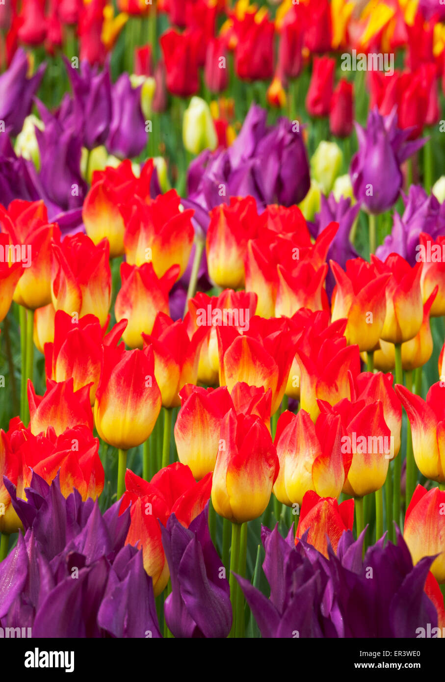 Tulips in bloom, Skagit Valley, Washington, April Stock Photo