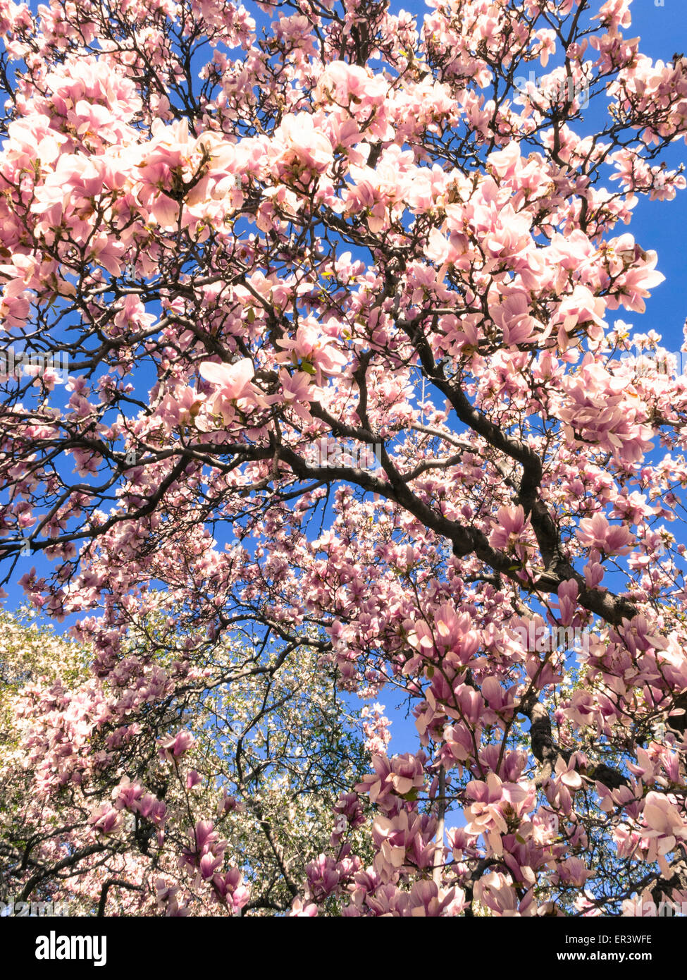 Blooming Magnolia Trees Stock Photo - Alamy