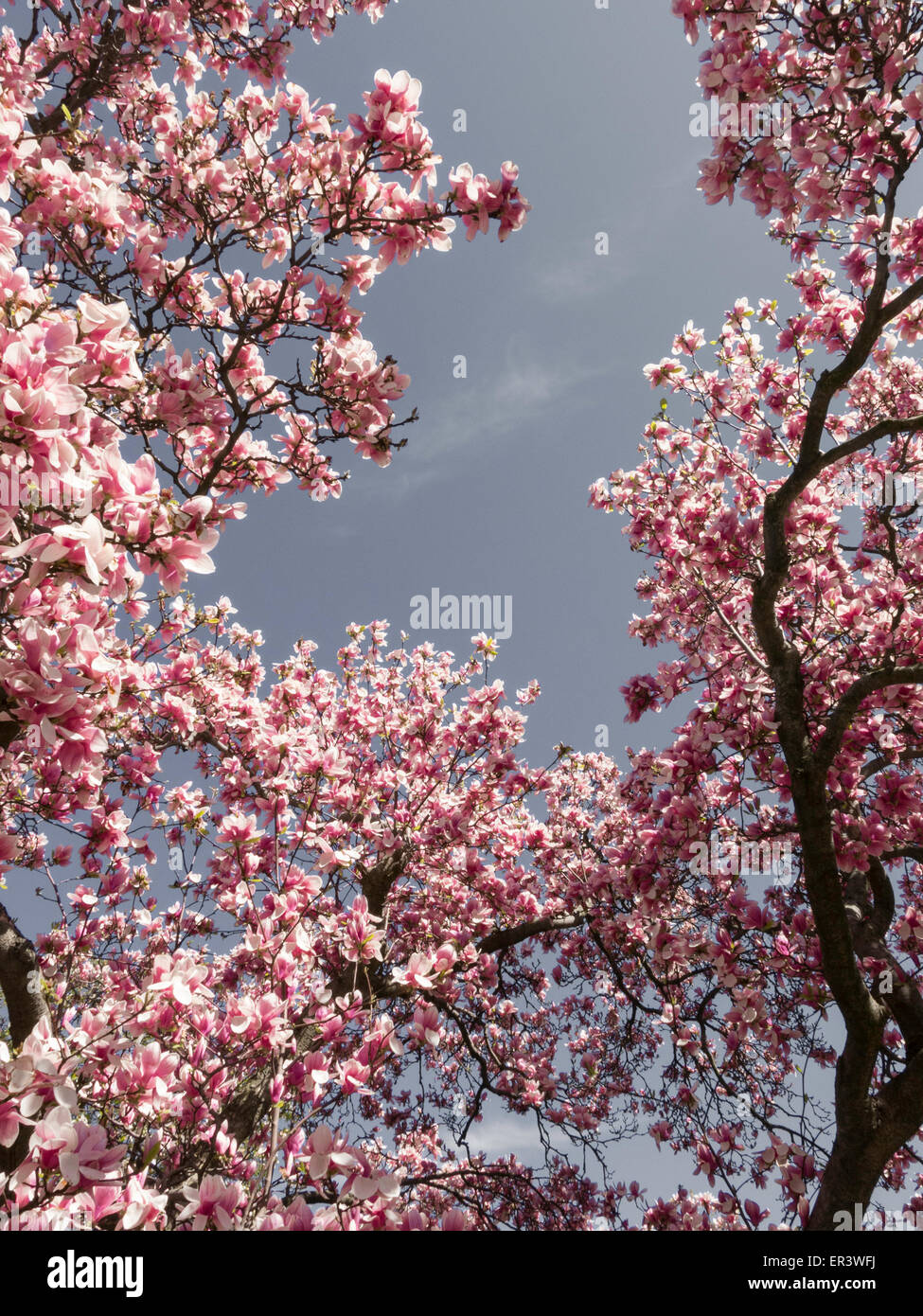 Blooming Magnolia Trees Stock Photo