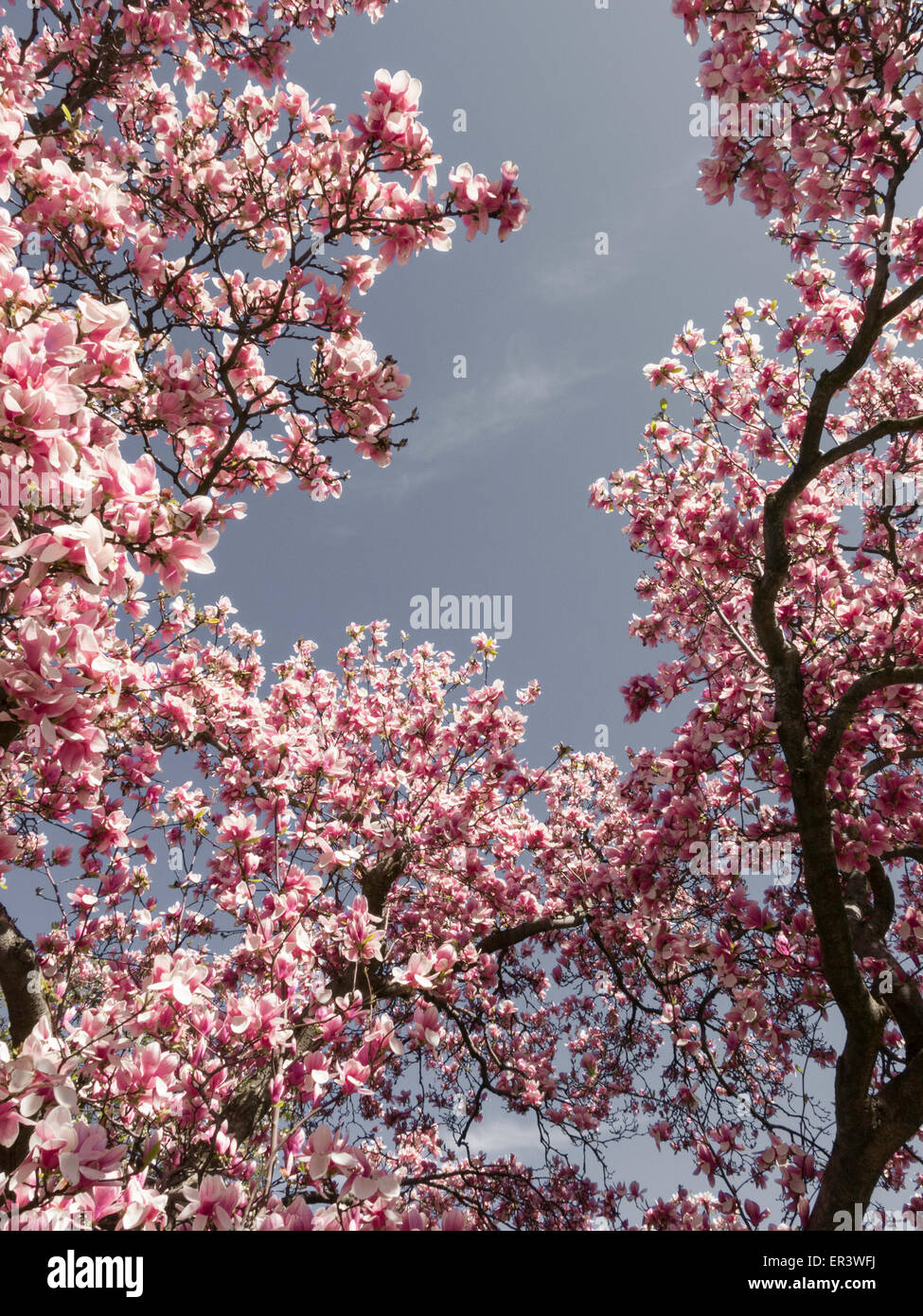 Blooming Magnolia Trees Stock Photo - Alamy