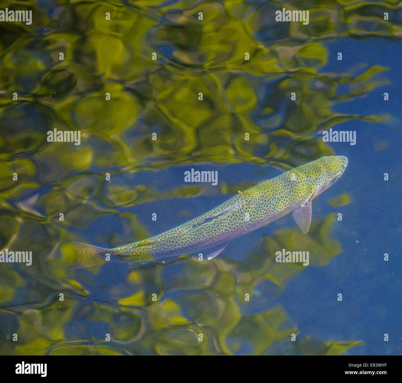 MK Nature Center, Colorful Rainbow Trout swimming through reflecting