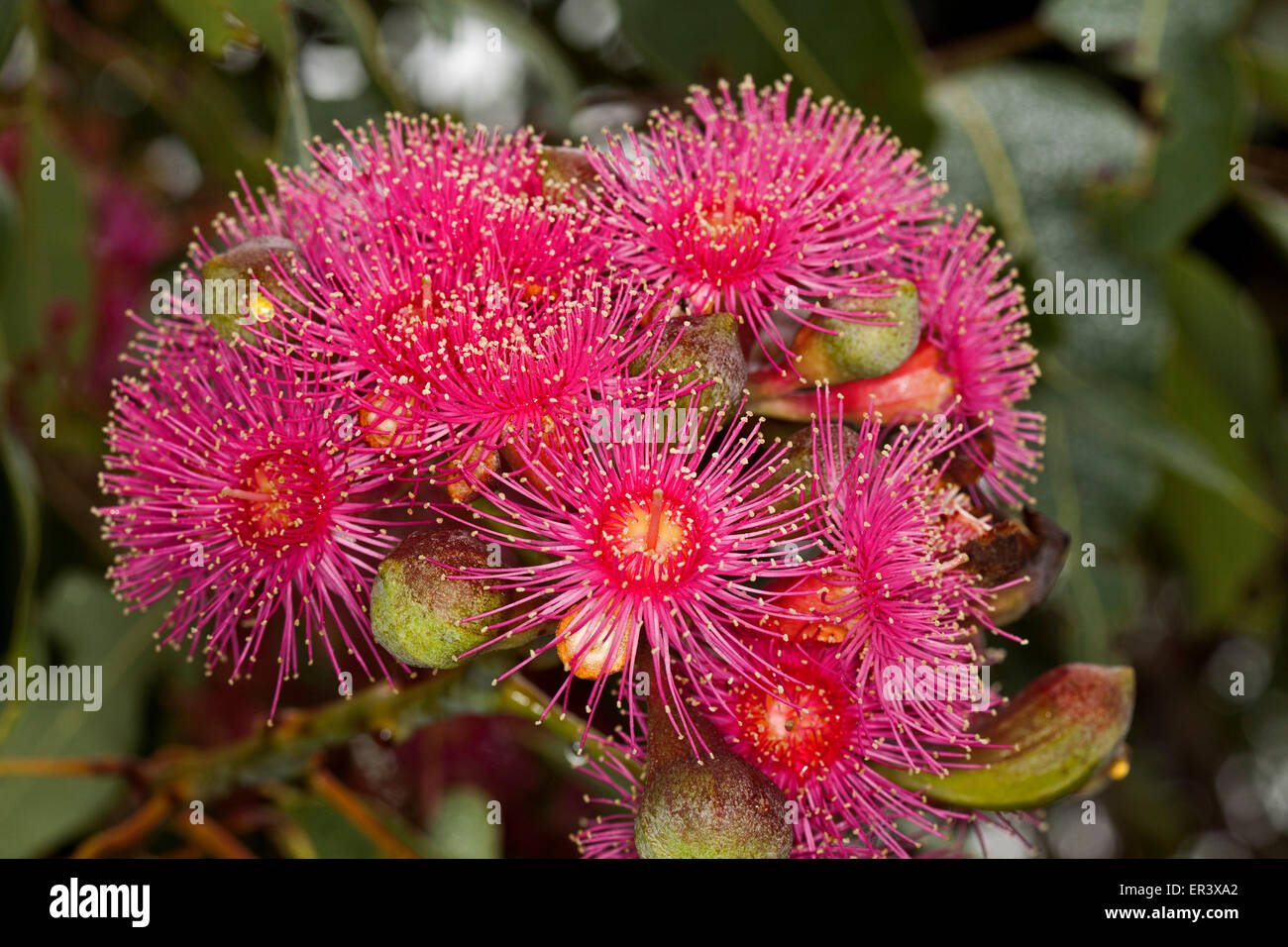 Large cluster of spectacular red flowers & buds of Australian native tree Corymbia / eucalyptus ficifolia with green leaves on dark background Stock Photo