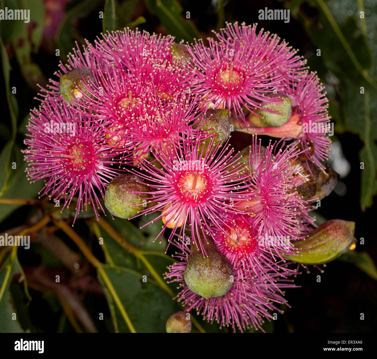 Large cluster of spectacular red flowers & buds of Australian native tree Corymbia / eucalyptus ficifolia with green leaves on dark background Stock Photo