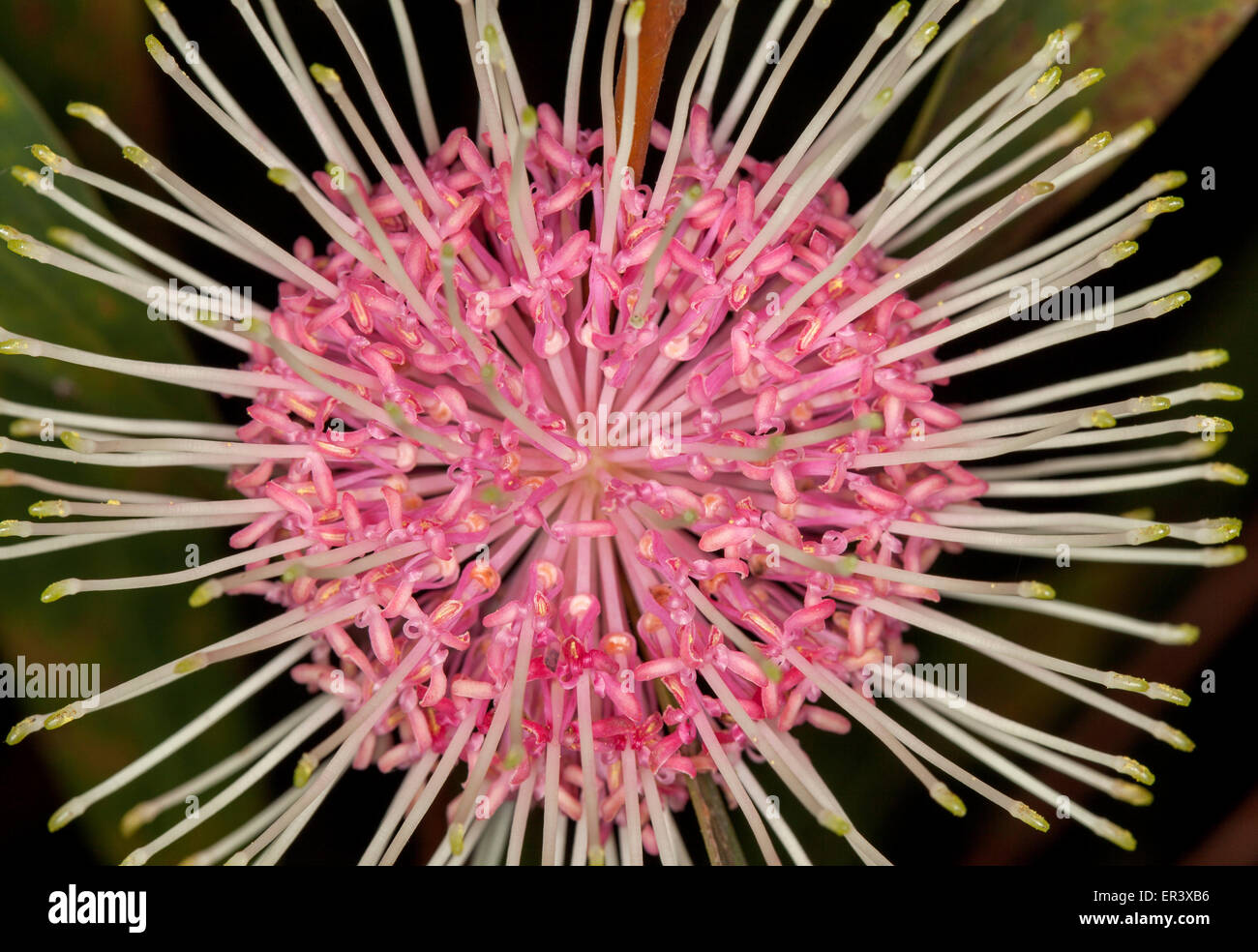 Close-up of unusual pink flower of Hakea laurina hybrid ' Stockdale Sensation' - pincushion flower, an Australian native plant on dark background Stock Photo
