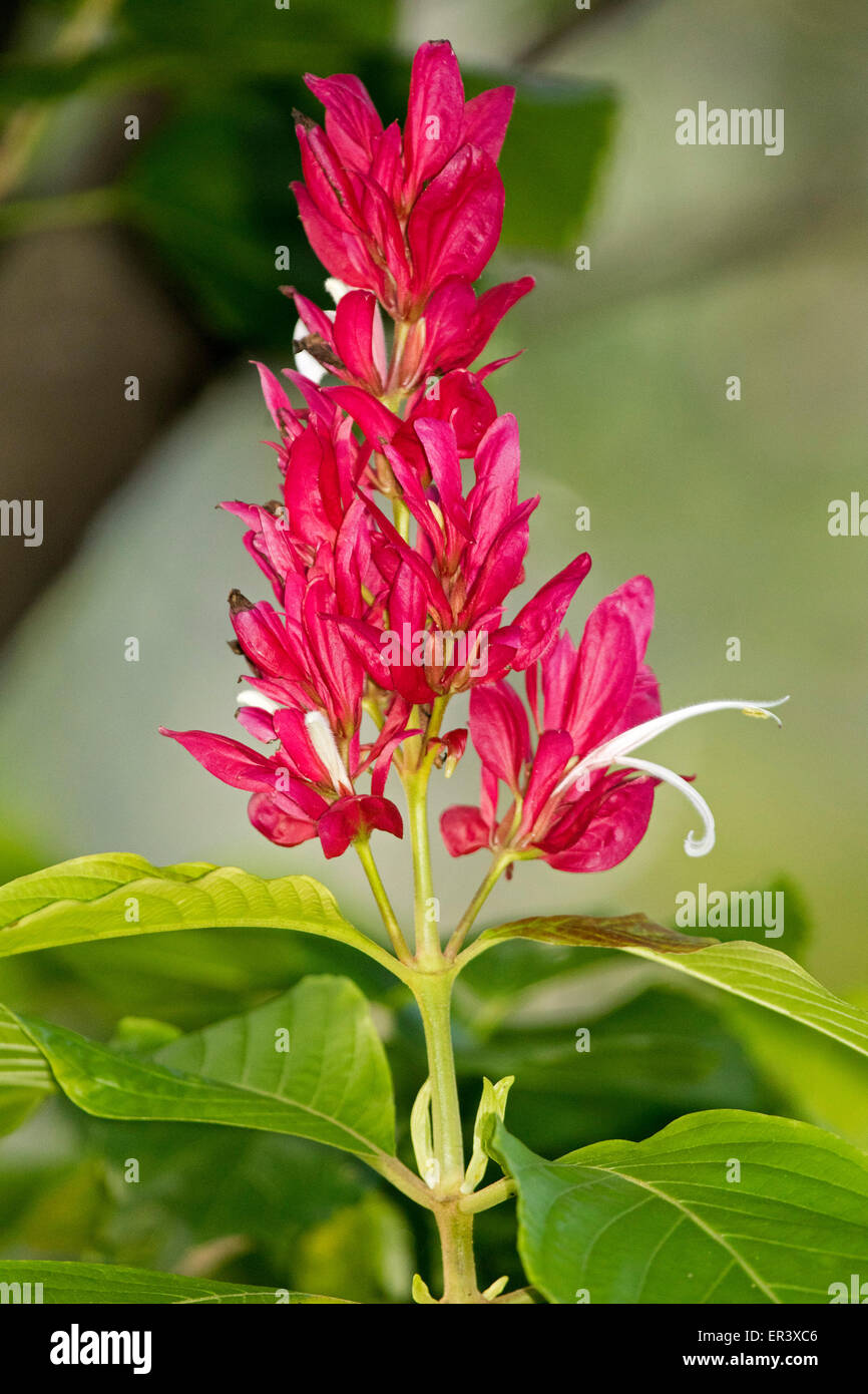 Spike of vivid red bracts, small white flowers & green leaves of Megaskepasma erythrochlamys, Brazilian red cloak on light background Stock Photo