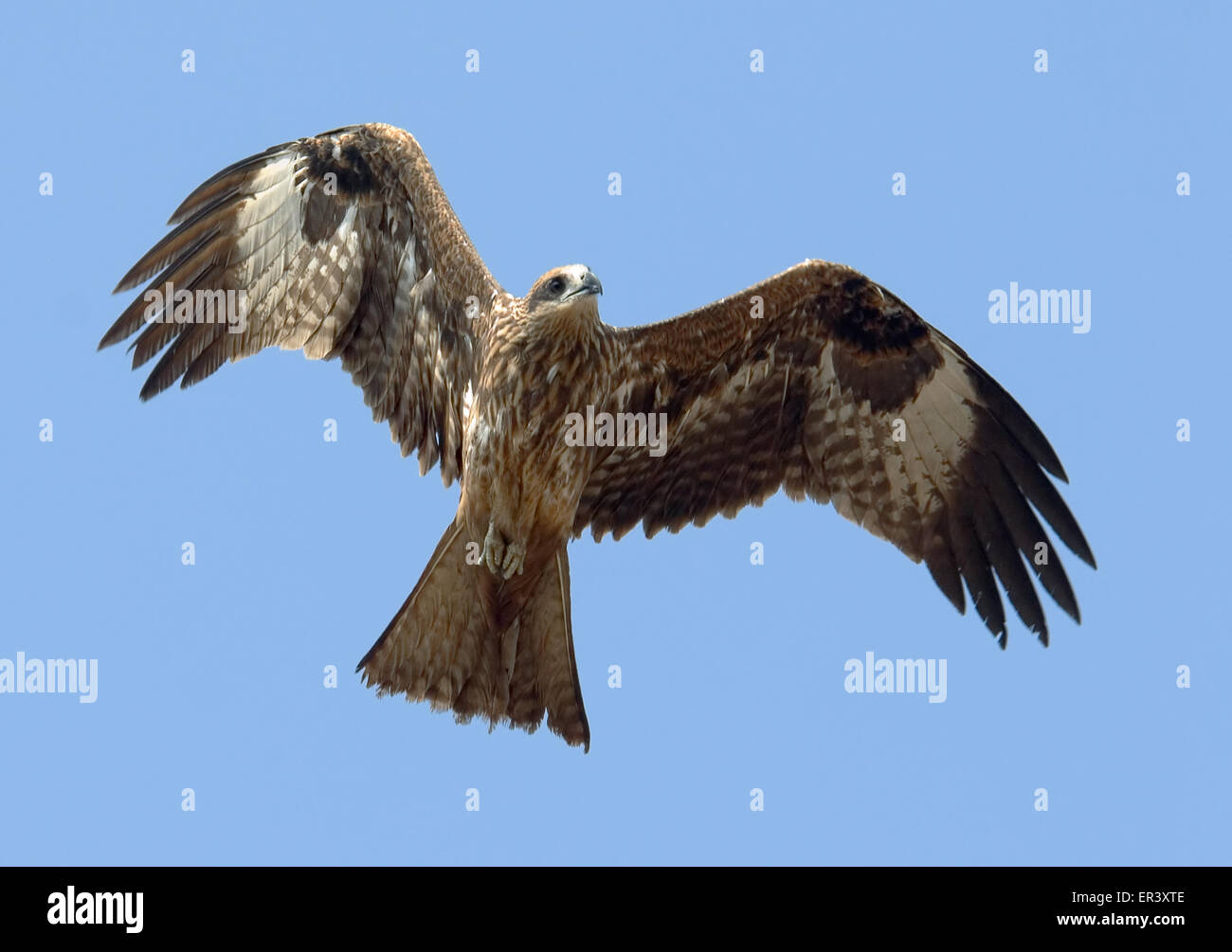 India kite bird hires stock photography and images Alamy