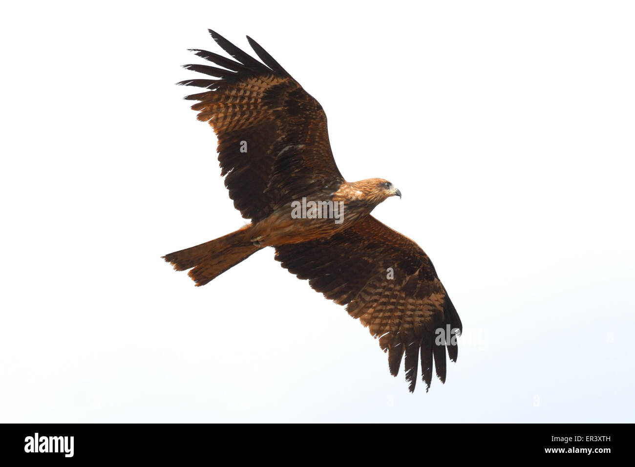 Flying Black Kite in Goa, India Stock Photo