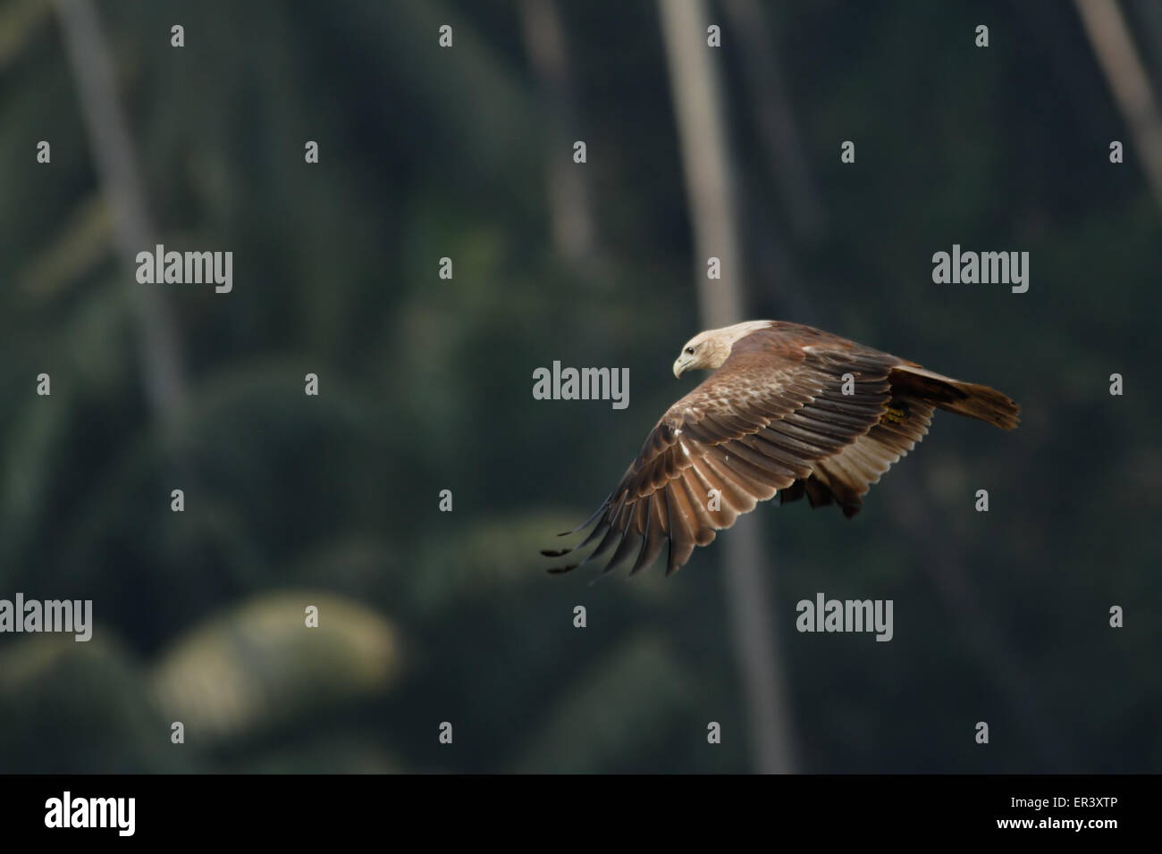 Flying Black Kite in Goa, India Stock Photo