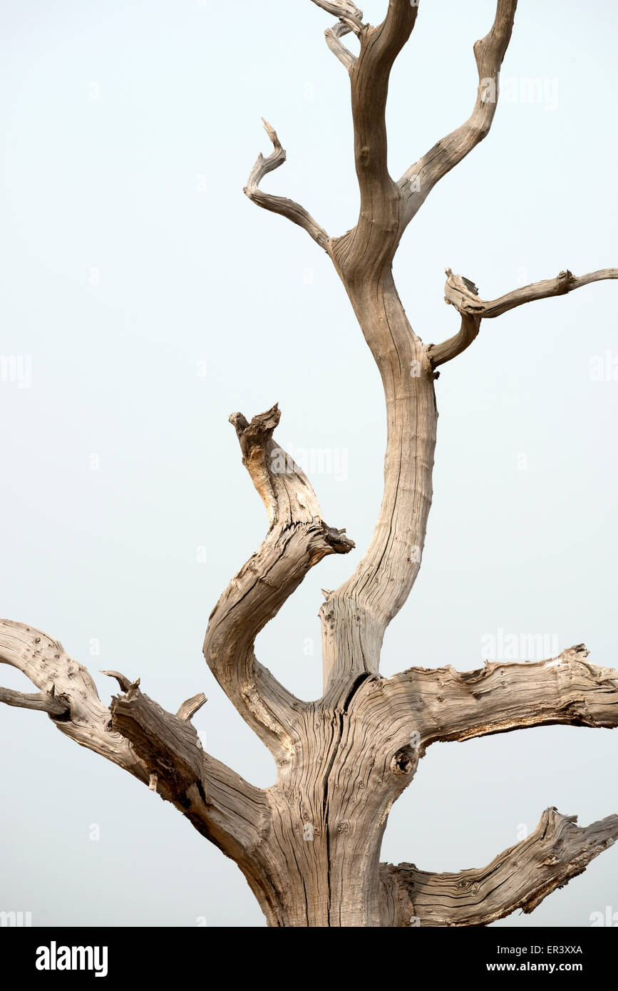 A Dead Tree With One Branch In The Shape Of A Dog Stock Photo Alamy