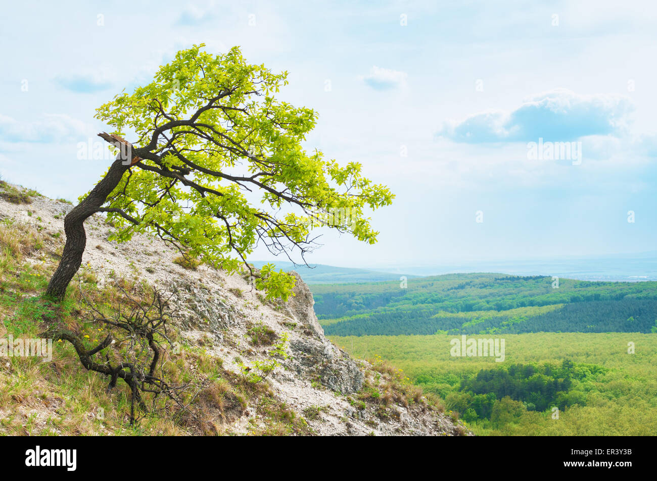 Lonely tree on top of the mountain. Stock Photo