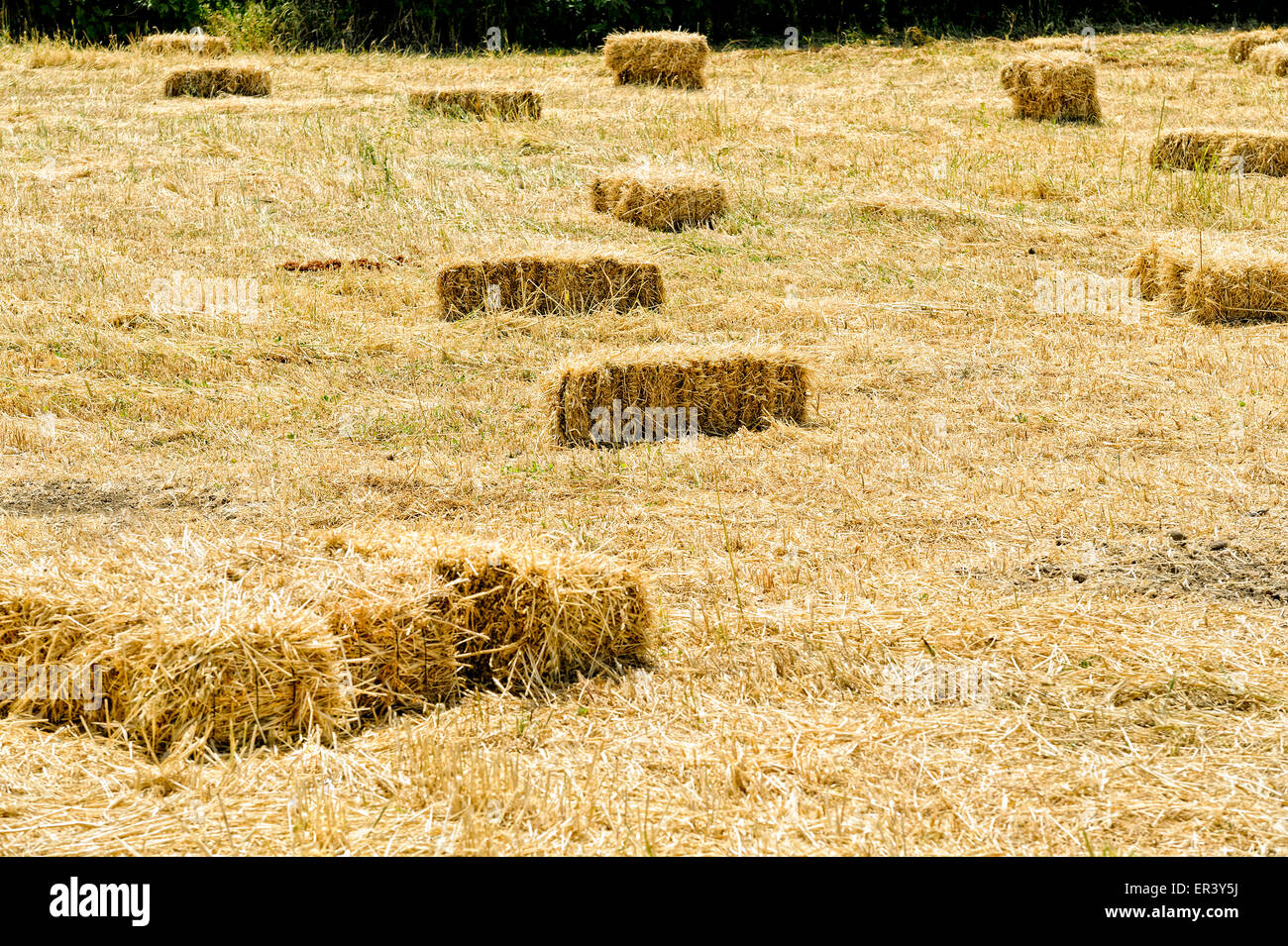 bales on agricultural harvest field in Cunda Alibey island  Ayvalik Balikesir Turkey Stock Photo