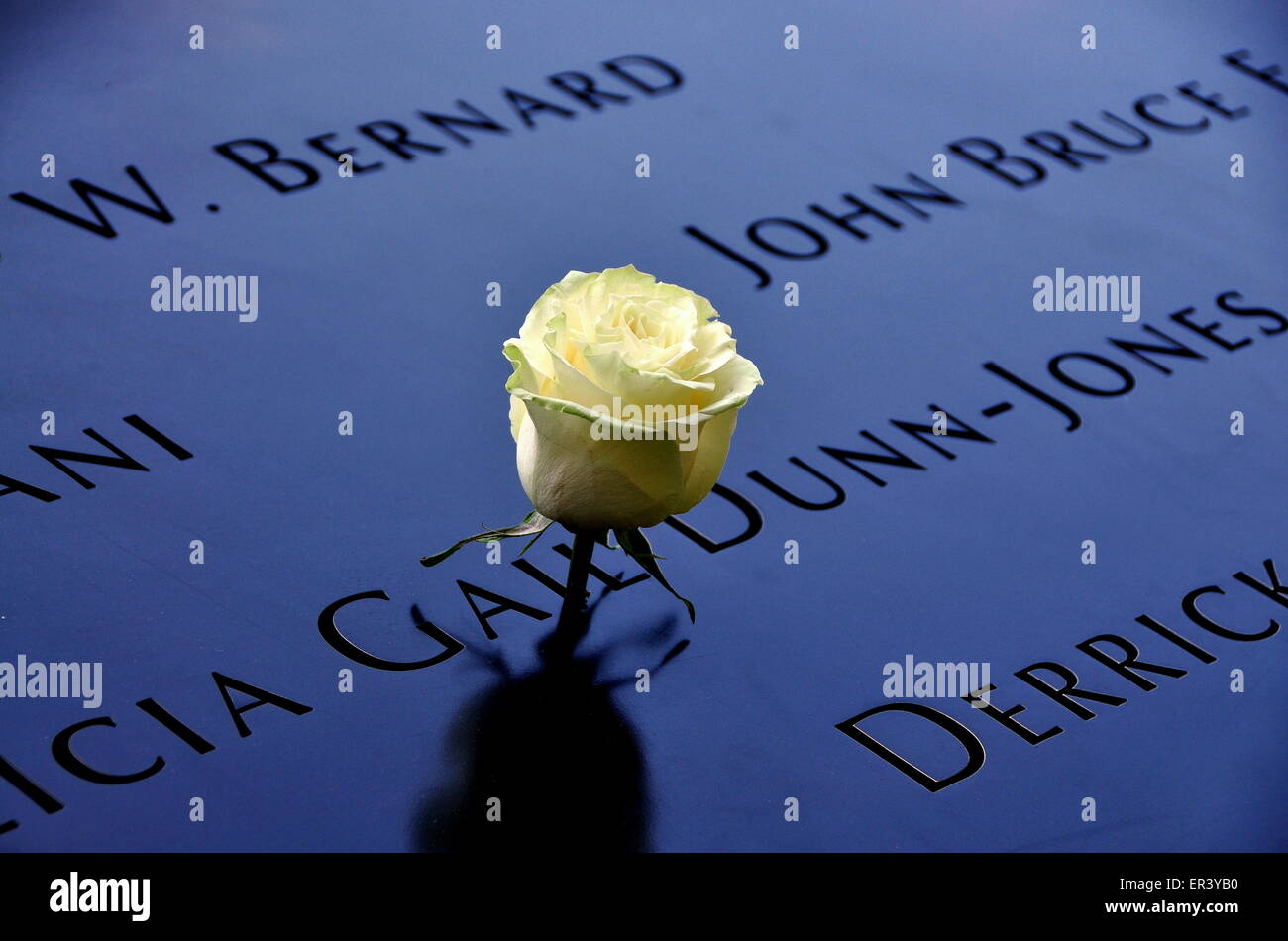 New York City:  A single white rose left in tribute amongst the inscribed victims names surrounding the 9/11 Memorial Stock Photo