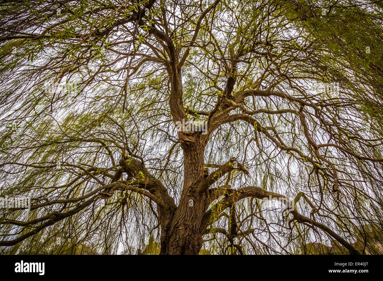 Tree at Cambridge Stock Photo Alamy