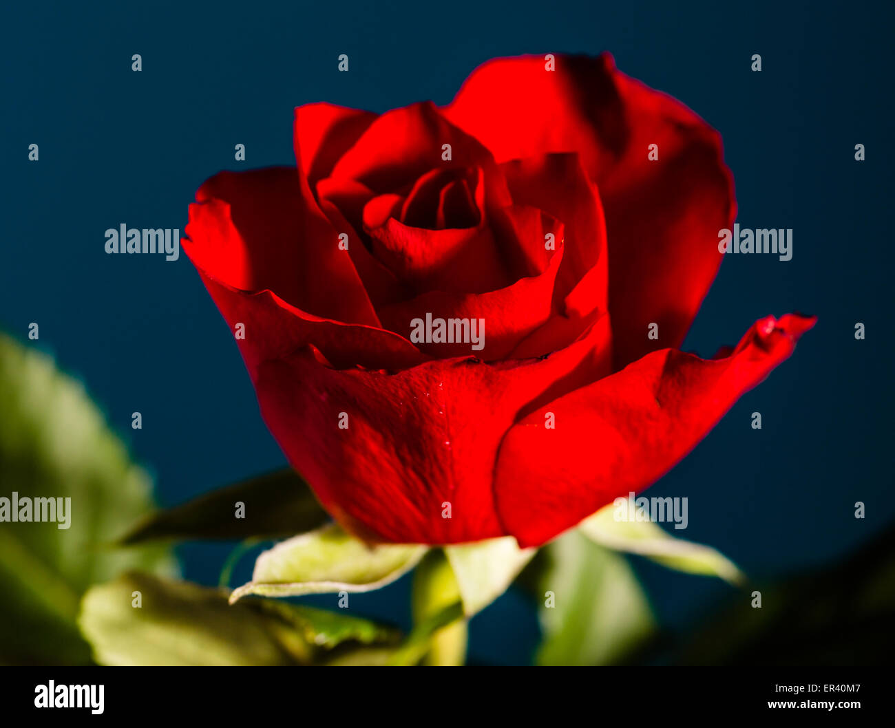 Red rose on a blue background Stock Photo