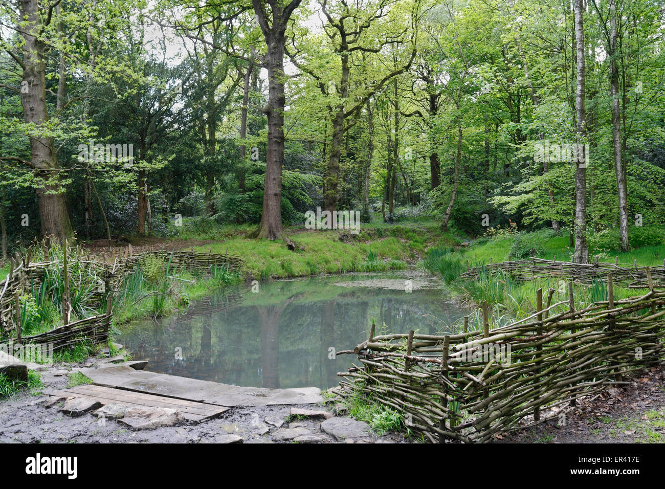 A man made wildlife pond in Ecclesall Woods in Sheffield England, suburban ancient woodland Local nature reserve habitat, biodiversity Stock Photo