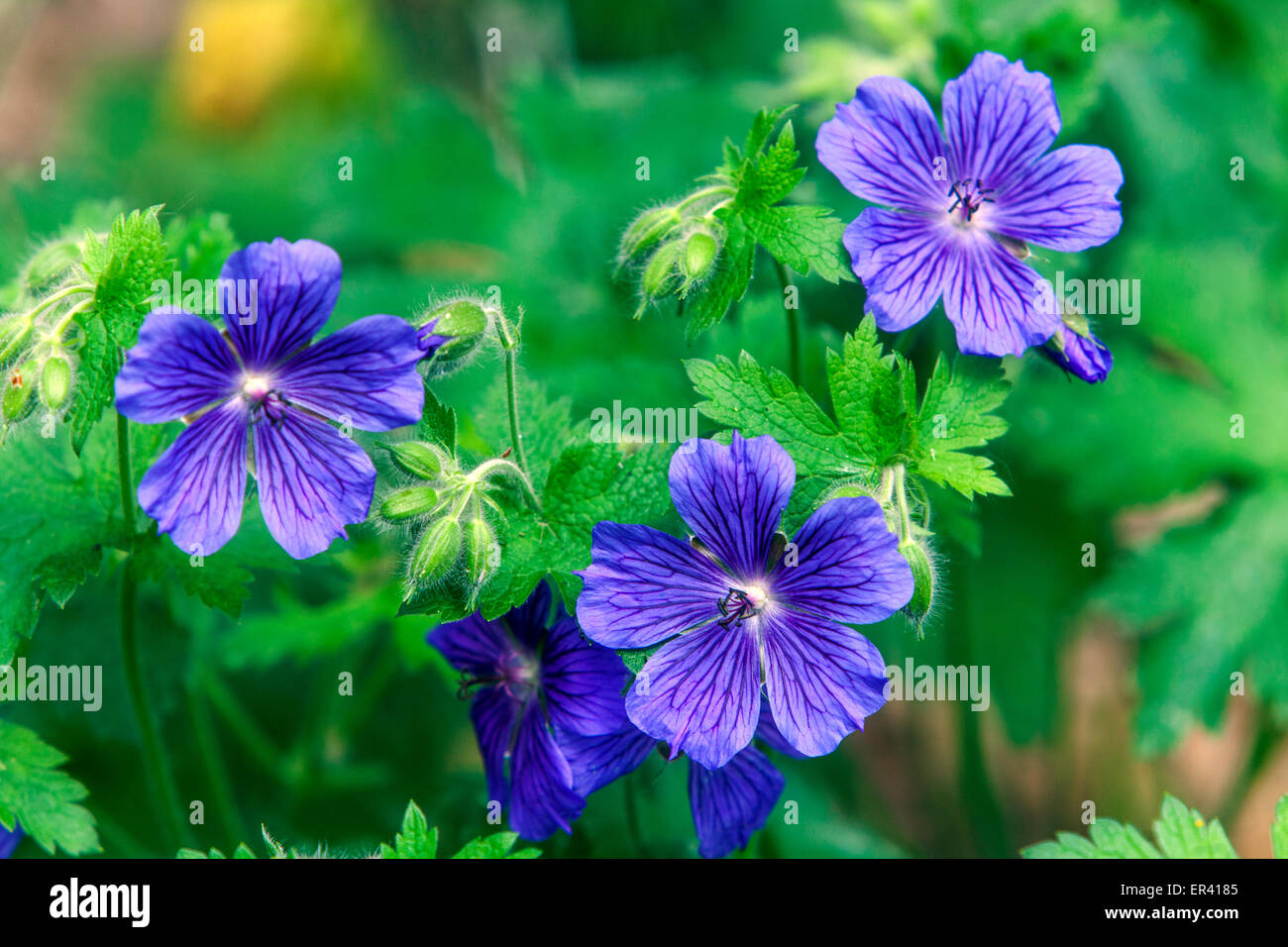 Geranium himalayense hi-res stock photography and images - Alamy