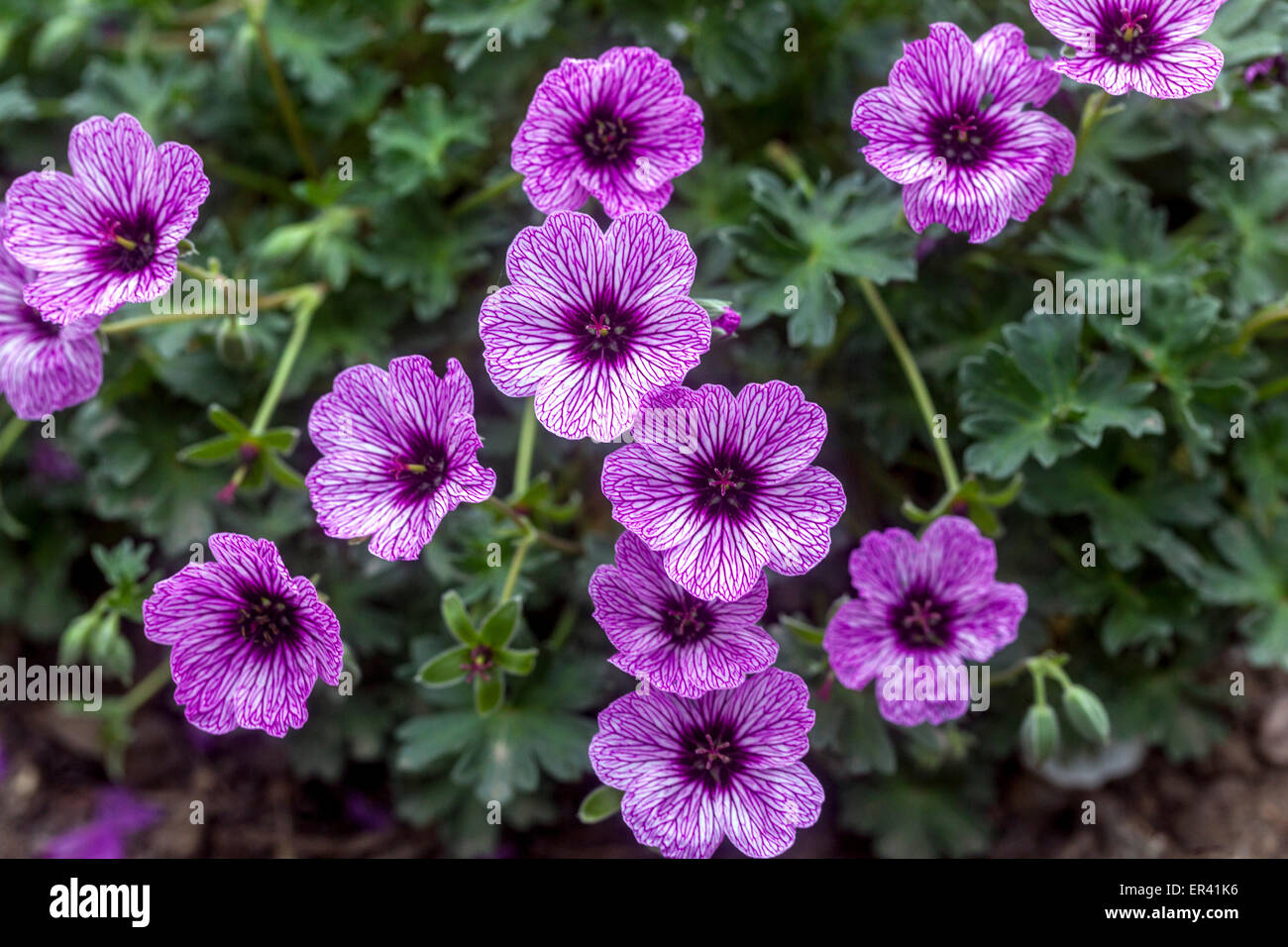 Geranium cinereum 'Laurence Flatman' Stock Photo