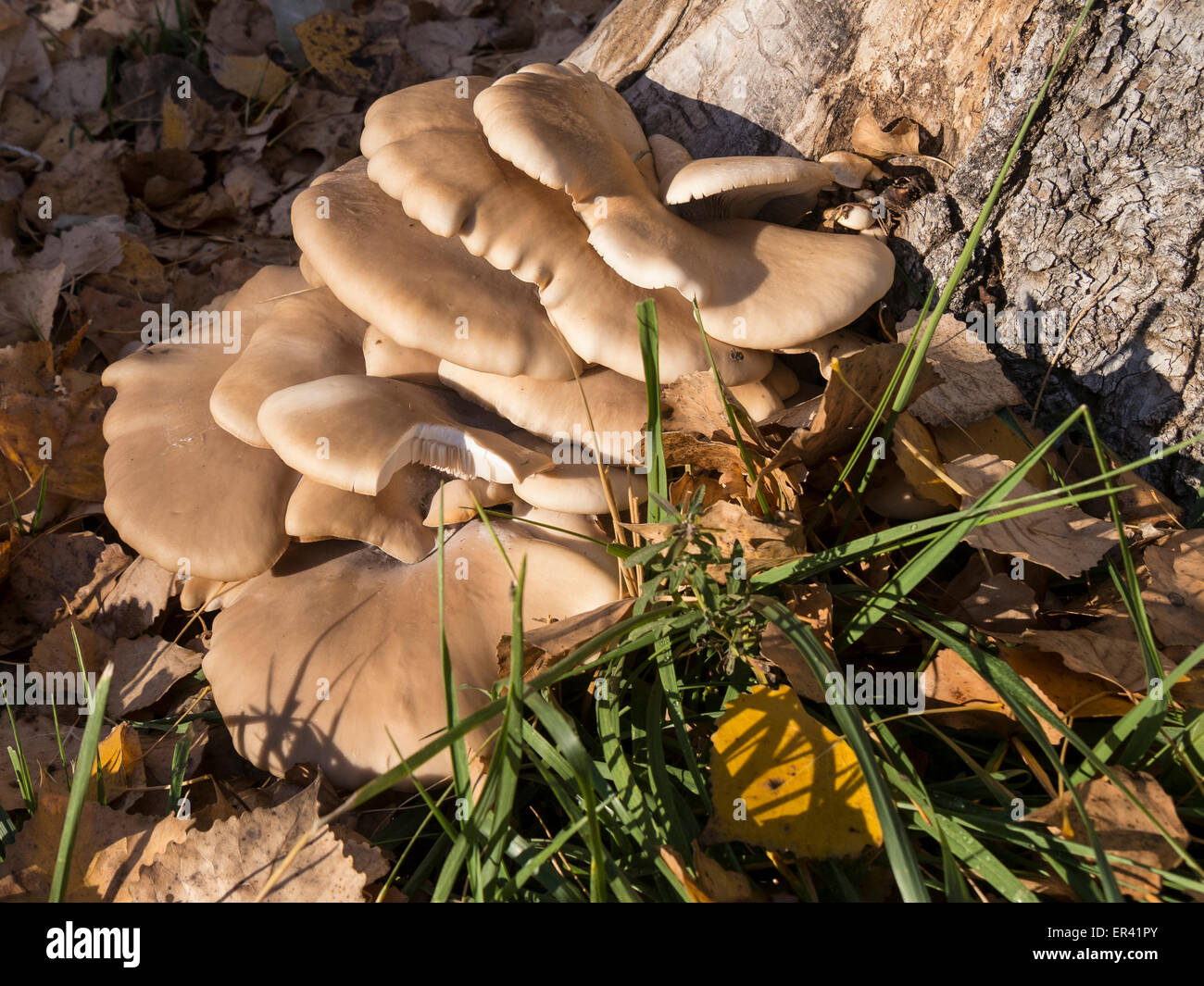 Fungi on Cottonwood tree, Fall, Cherry Creek State Park Campground, Aurora, Colorado. Stock Photo