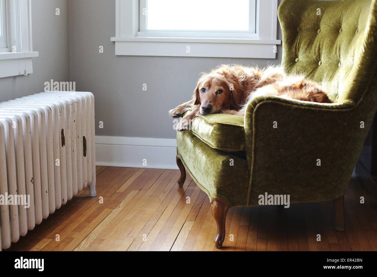 Golden retriever on chair hires stock photography and images Alamy