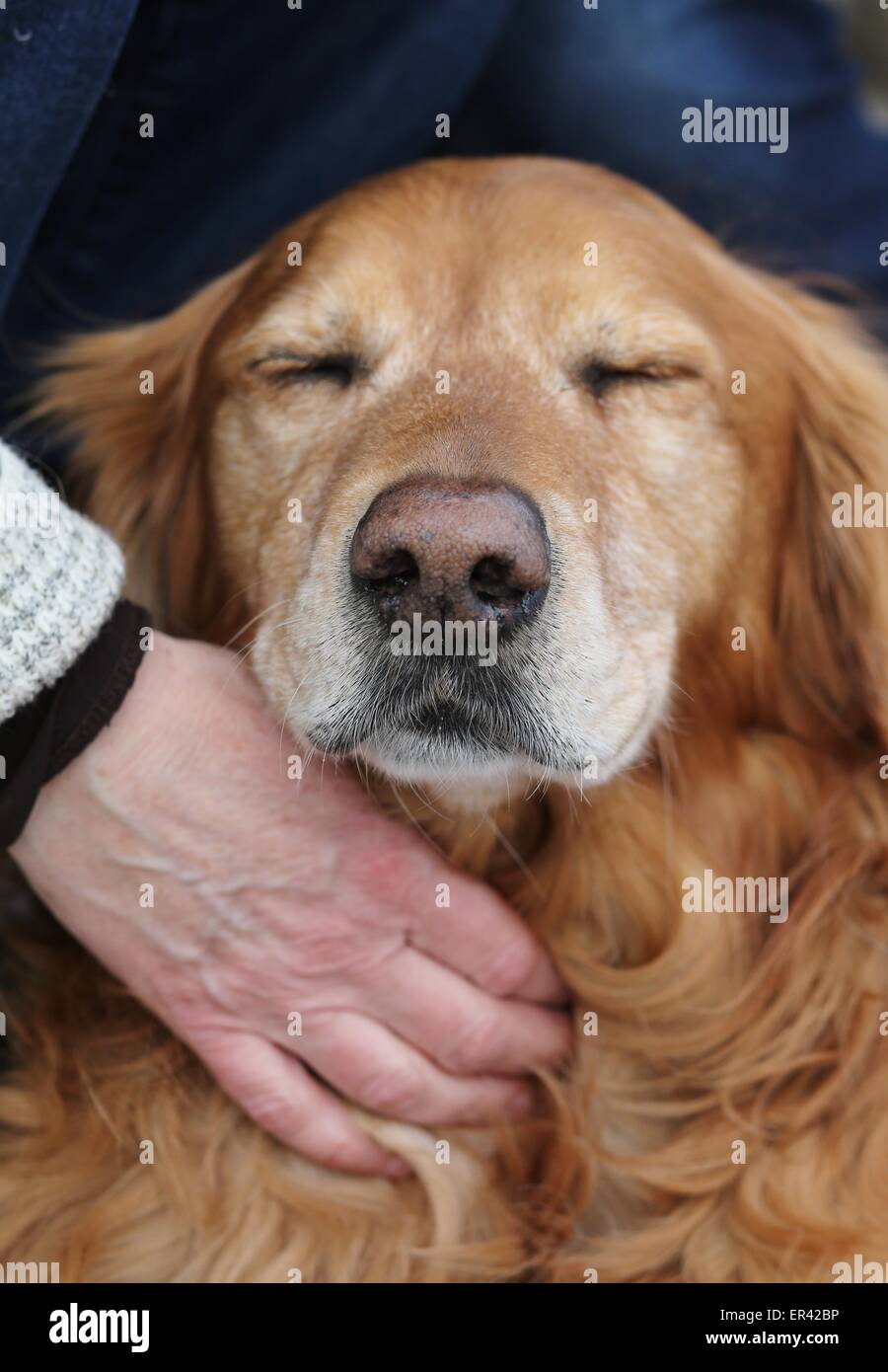 Why Do Dogs Like Being Touched